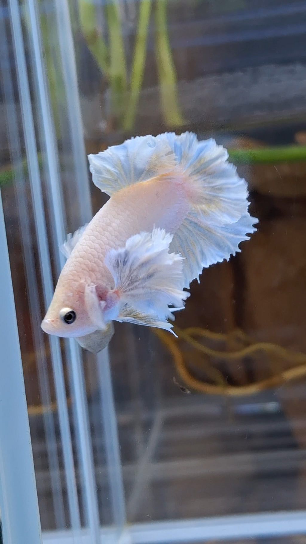 Premium Super Dumbo Ear Rose Rare Betta Fish Male