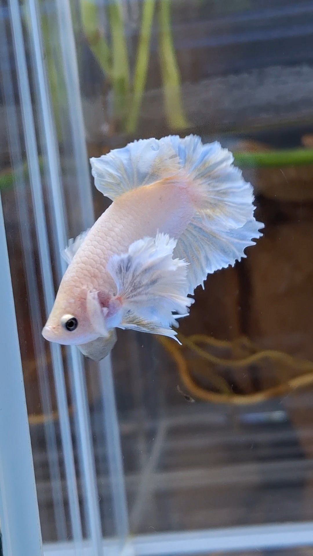 Premium Super Dumbo Ear Rose Rare Betta Fish Male