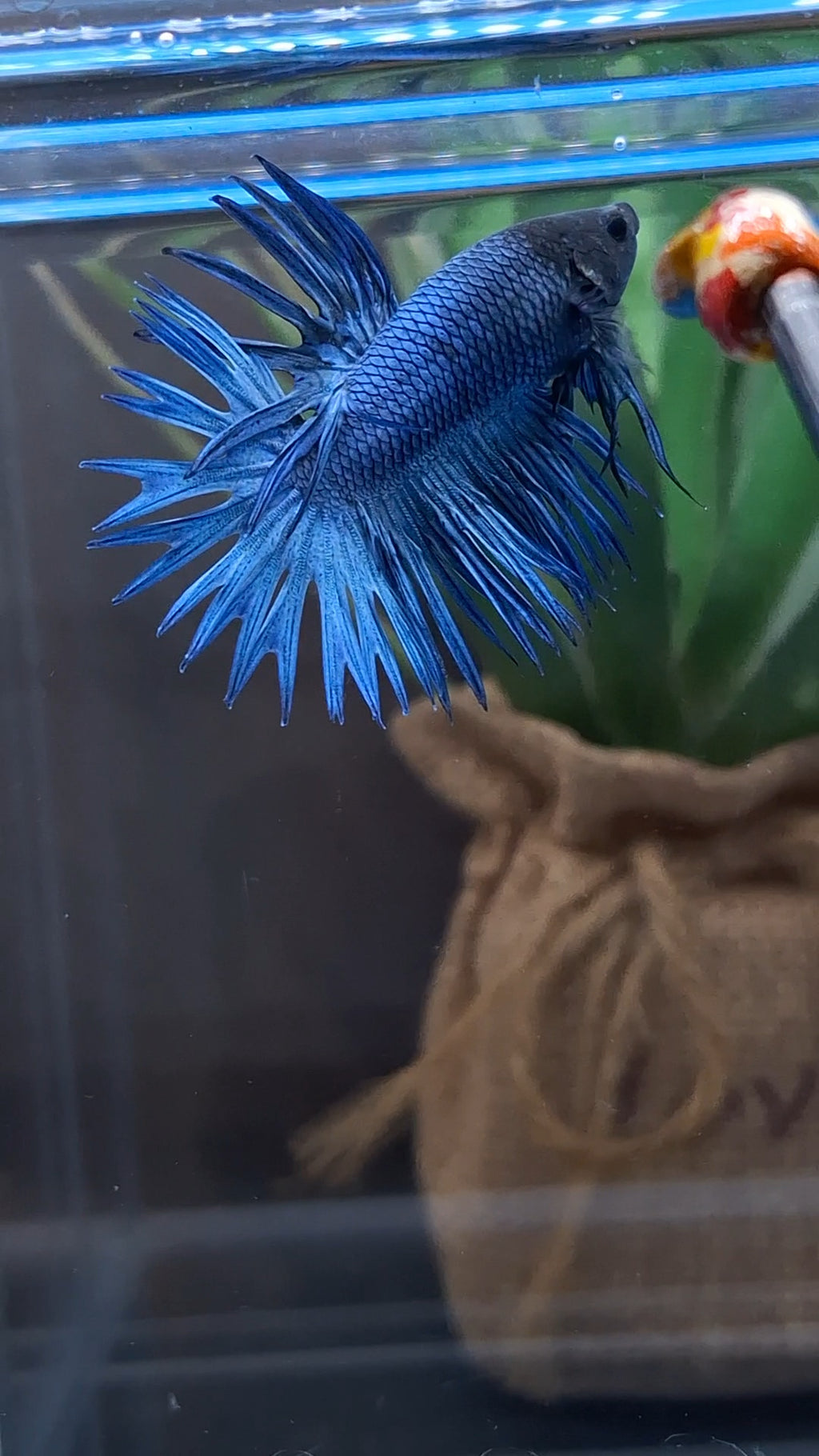 Crowntail Blue Betta Fish Male