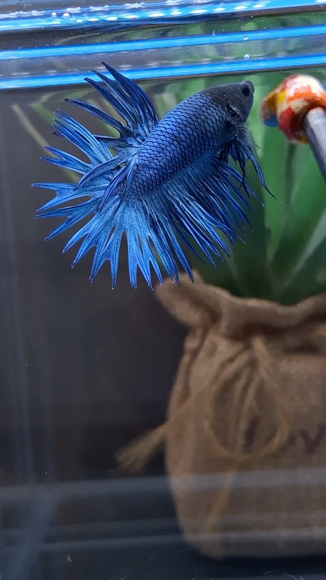 Crowntail Blue Betta Fish Male