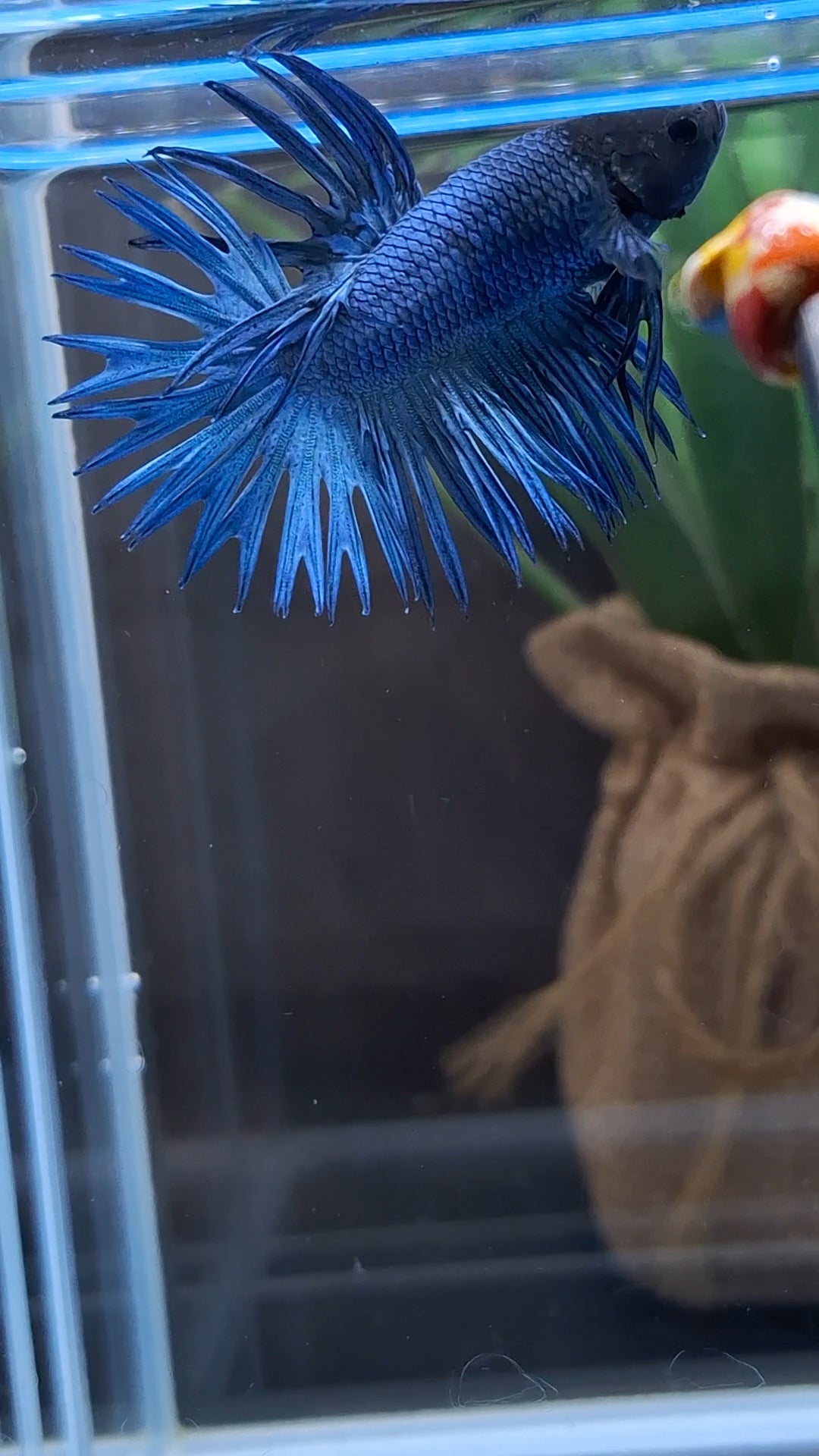 Crowntail Blue Betta Fish Male