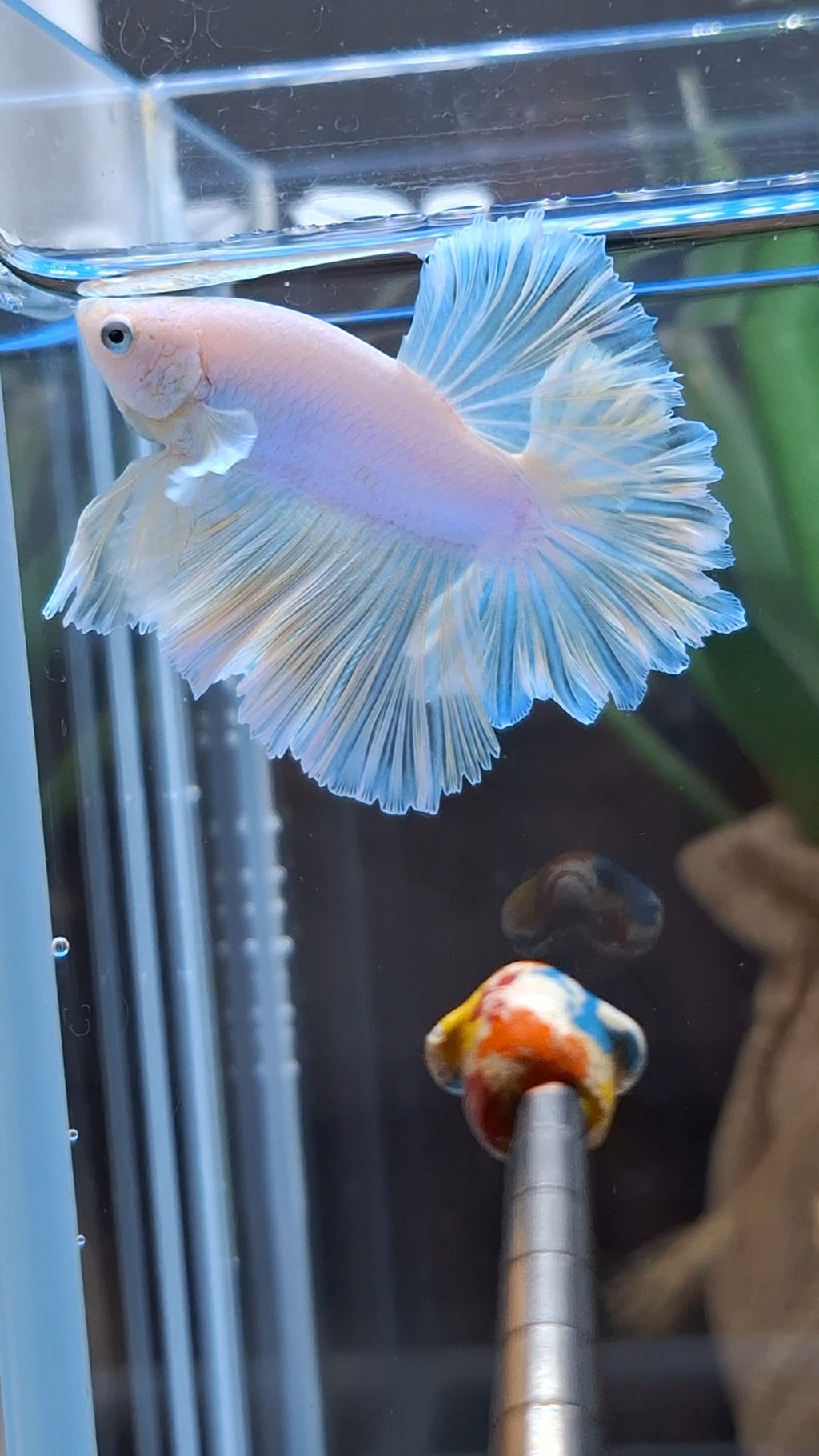King Feathertail Soft Gold Unicorn Rare Betta Fish Male