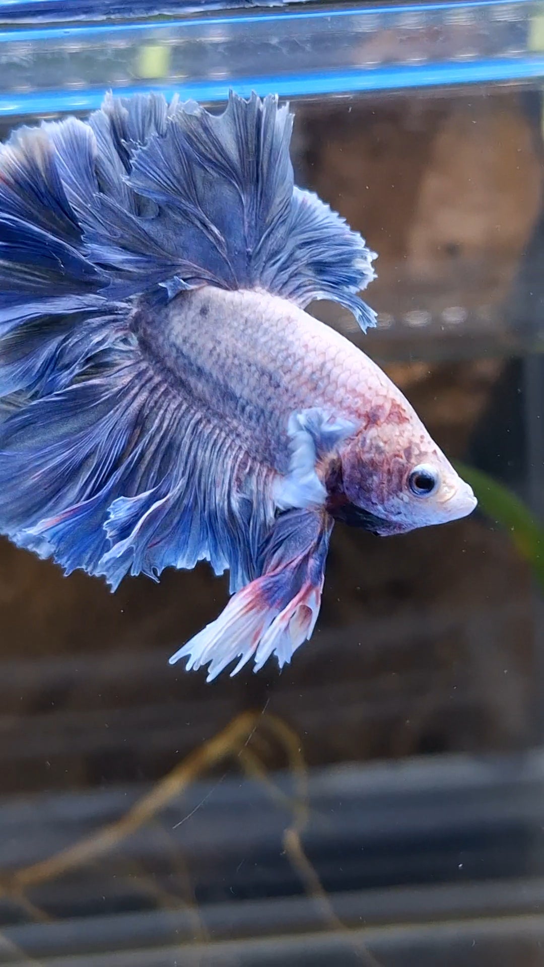 King Feathertail Big Ear Grizzle Betta Fish Male