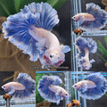 Dumbo Rose Ear Halfmoon King Feathertail Blue Sky Premium Betta Fish Male