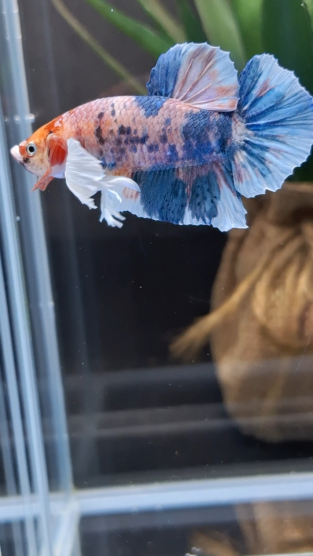 Dumbo Ear Candy Multicolor Plakat HMPK Betta Fish Male