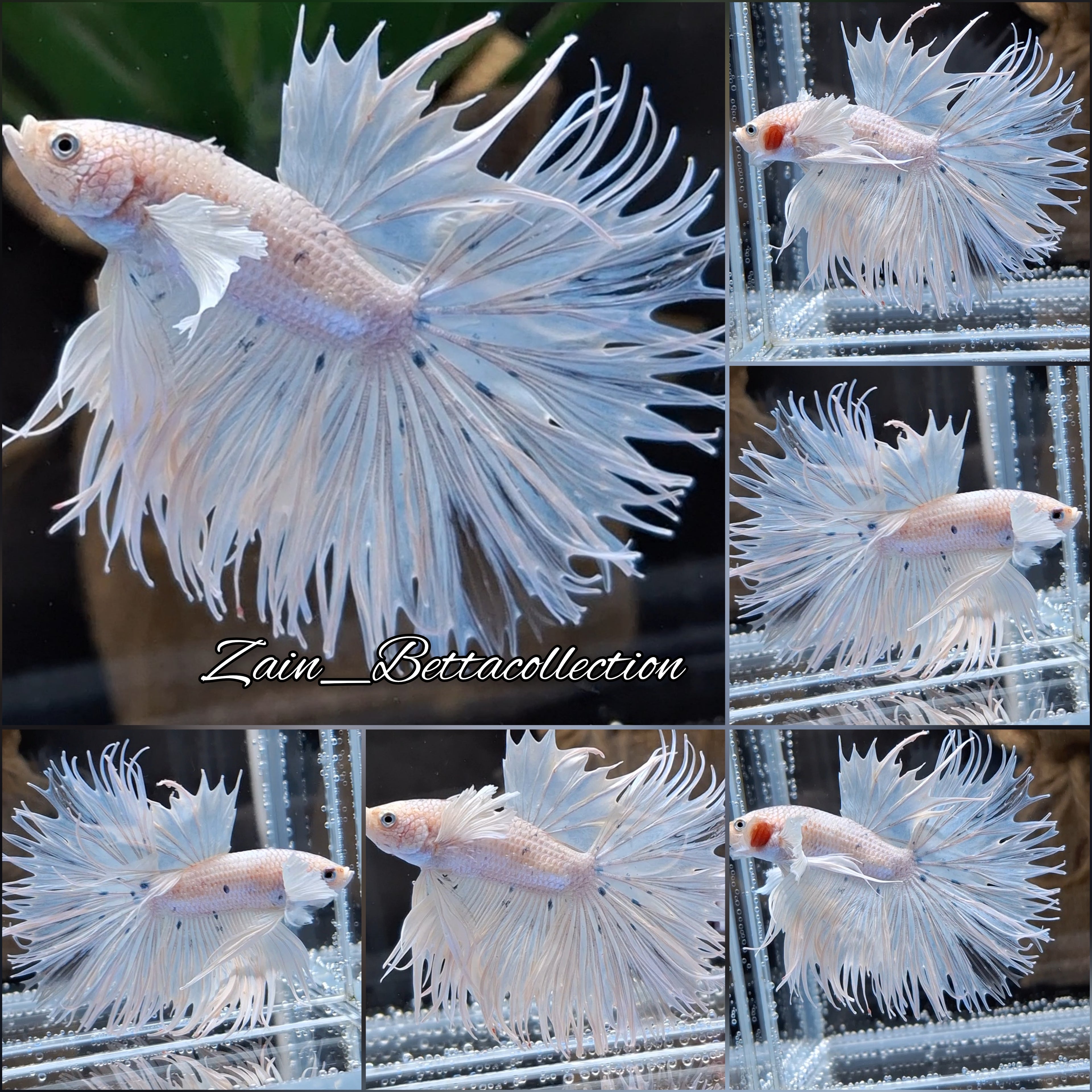 Crowntail Dumbo Ear White Unicorn Rare Betta Fish Male