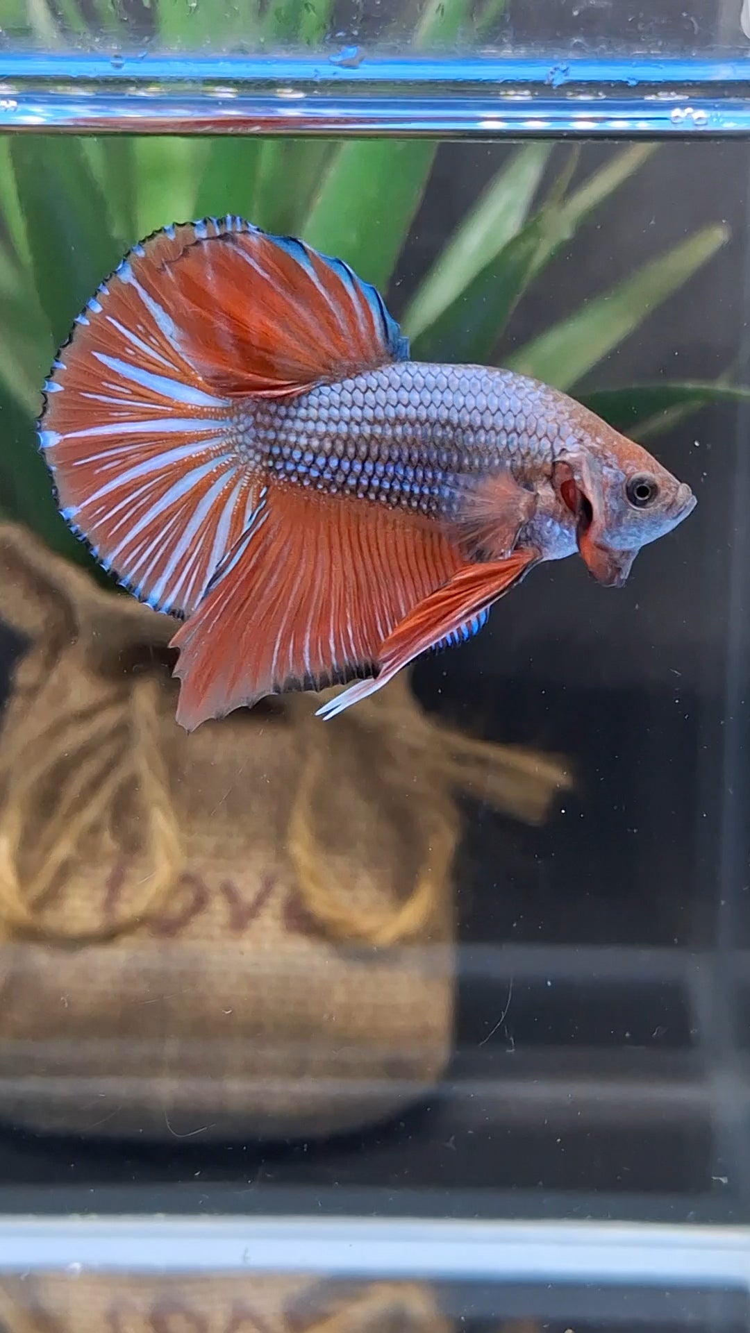 Orange Pumpkin Big Tail HMPK Betta Fish Male