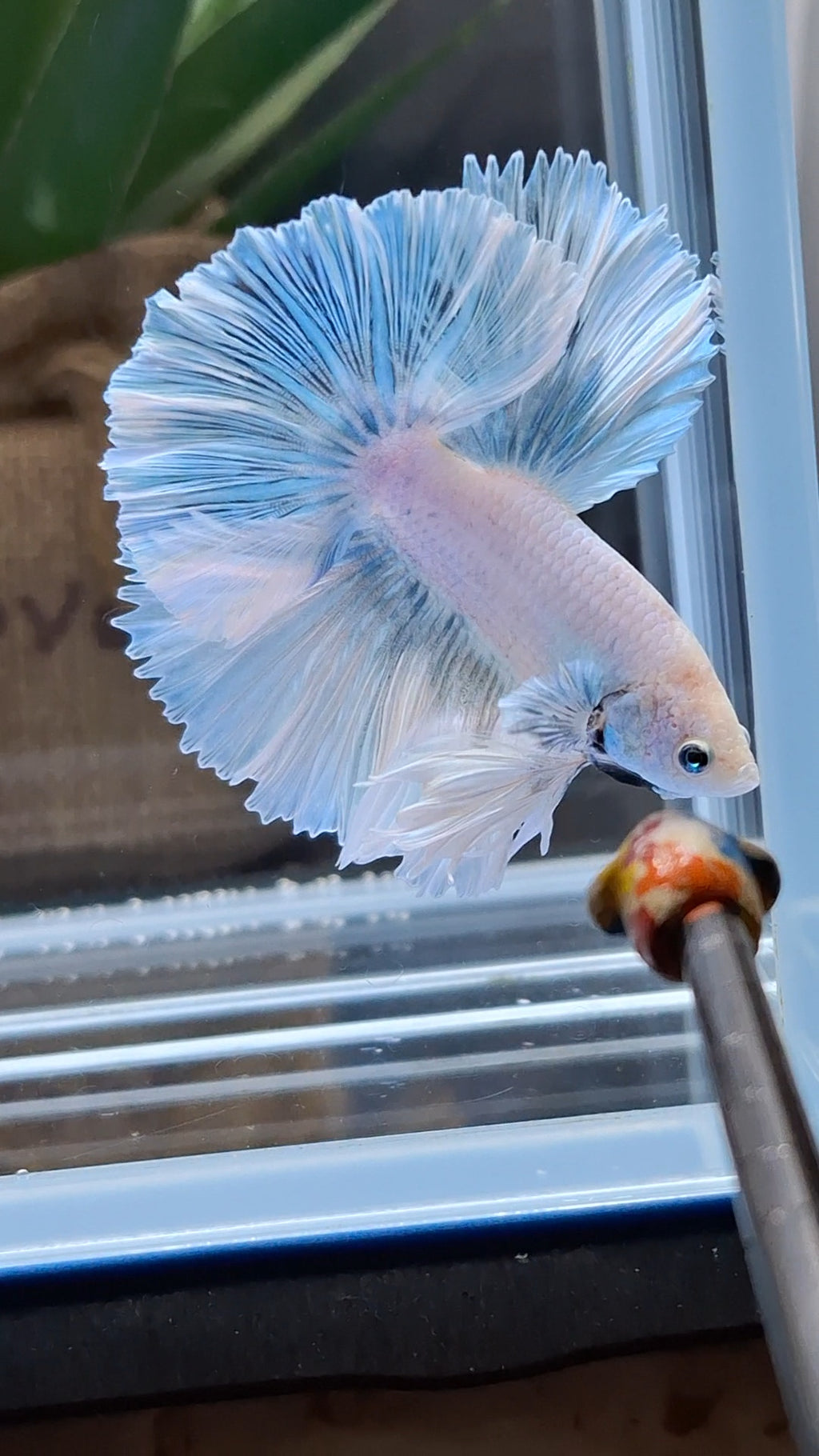 Over Halfmoon King Pastel Aurora Blue Sky Betta Fish Male
