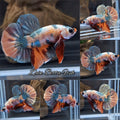 Candy Koi Copper Variant HMPK Betta Fish Male