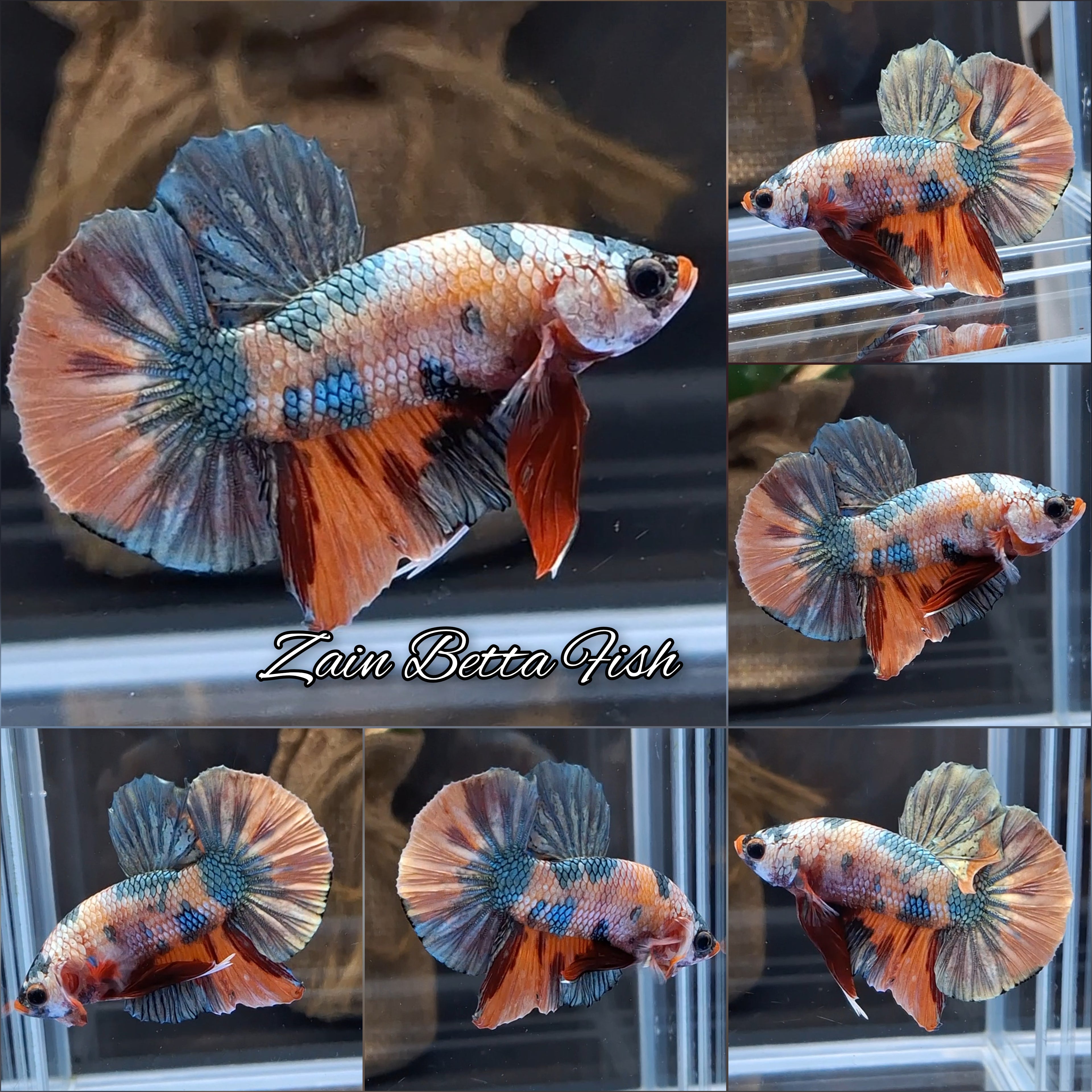 Candy Koi Copper Variant HMPK Betta Fish Male