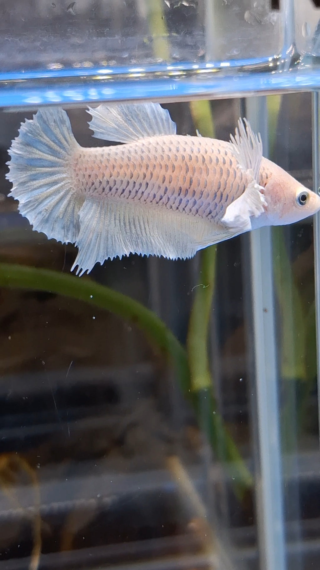 Dumbo Ear Halfmoon Pineapple Soft Yellow Female Betta Fish For Sorority / Breed
