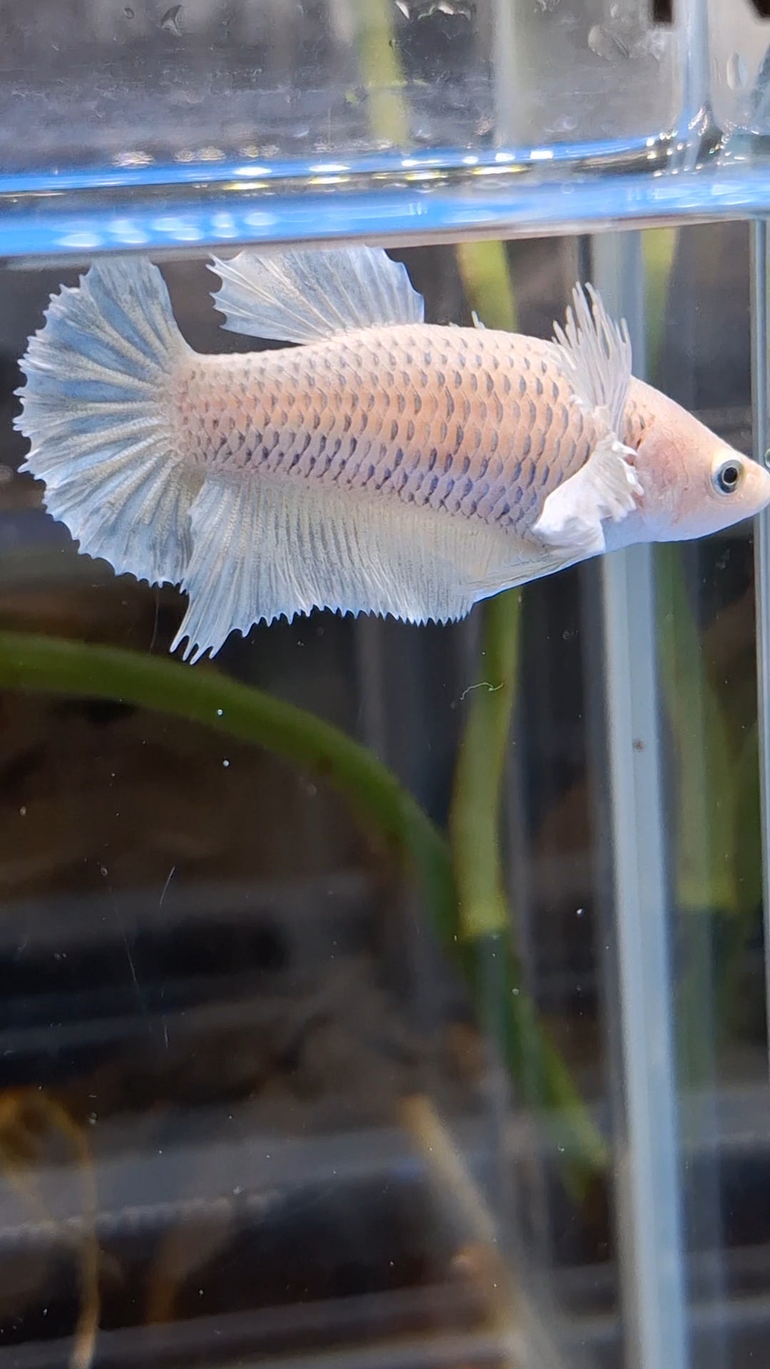 Dumbo Ear Halfmoon Pineapple Soft Yellow Female Betta Fish For Sorority / Breed
