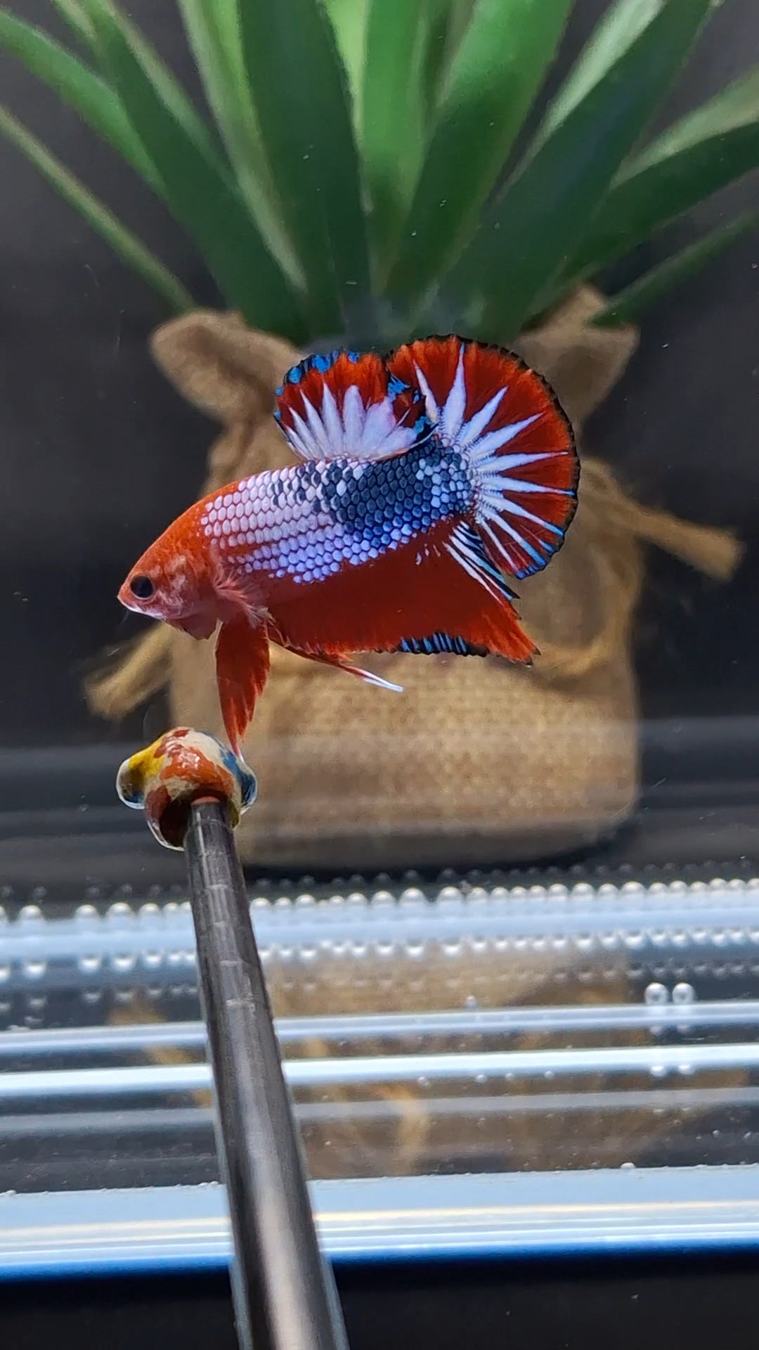 Red Fancy Star Tail White Scale Plakat HMPK Betta Fish Male