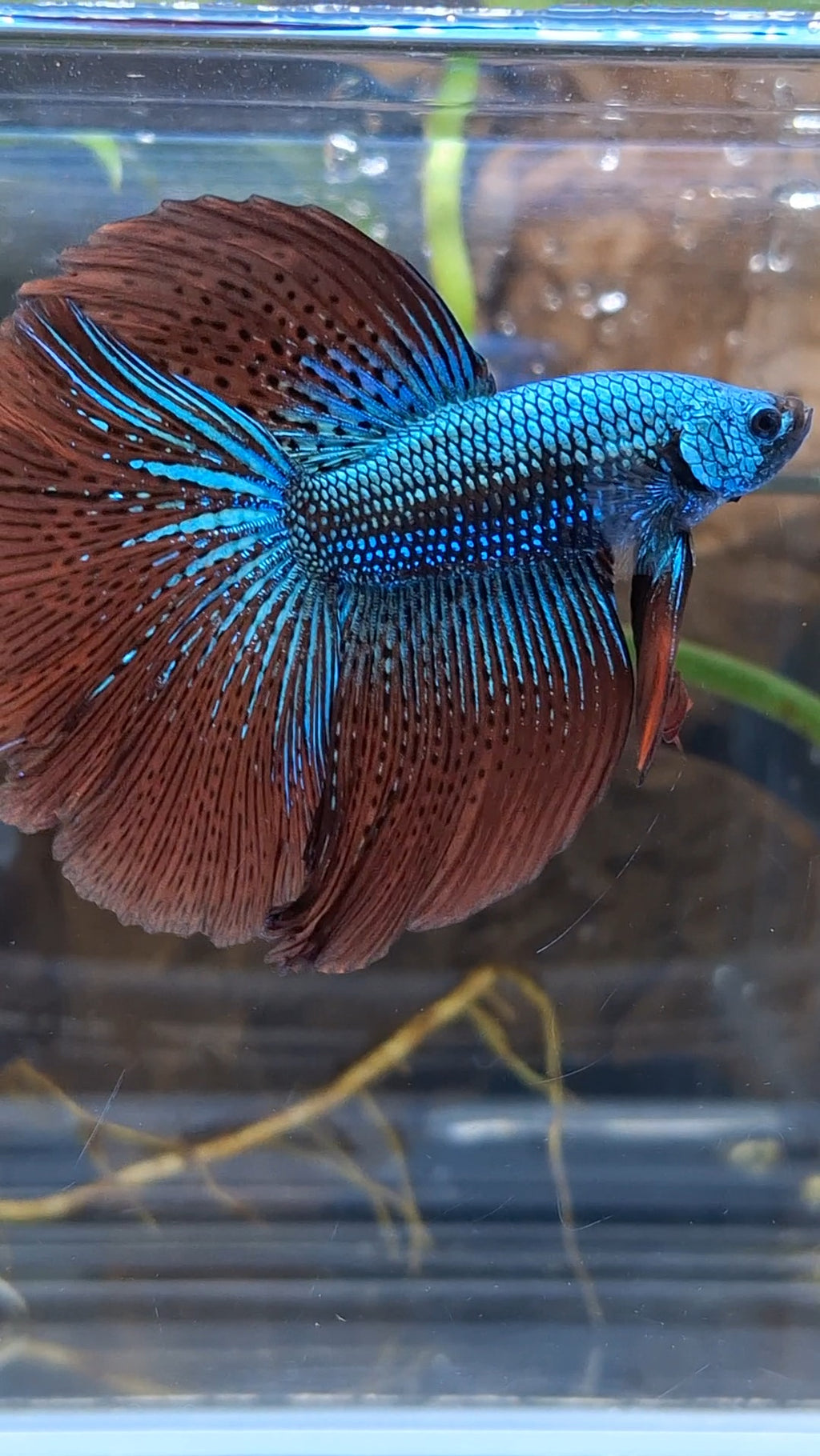 Premium Over Halfmoon Rare Alien Green Wild Betta Fish Male Large Size