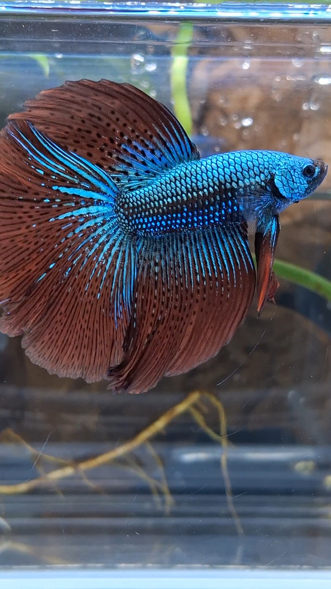 Premium Over Halfmoon Rare Alien Green Wild Betta Fish Male Large Size