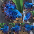Alien Hybrid Halfmoon Feathertail Green Rare Wild Betta Fish Male