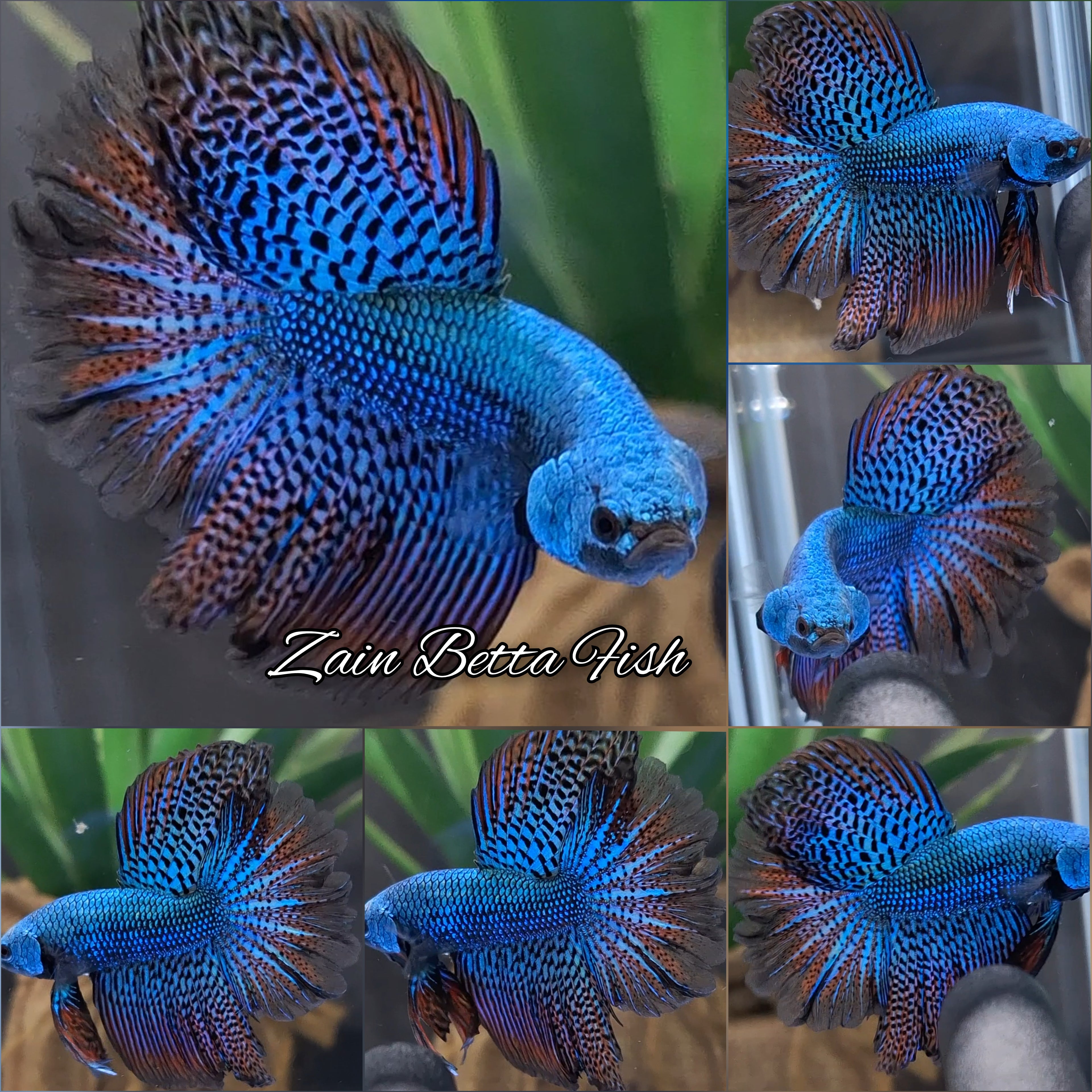 Alien Hybrid Halfmoon Feathertail Green Rare Wild Betta Fish Male