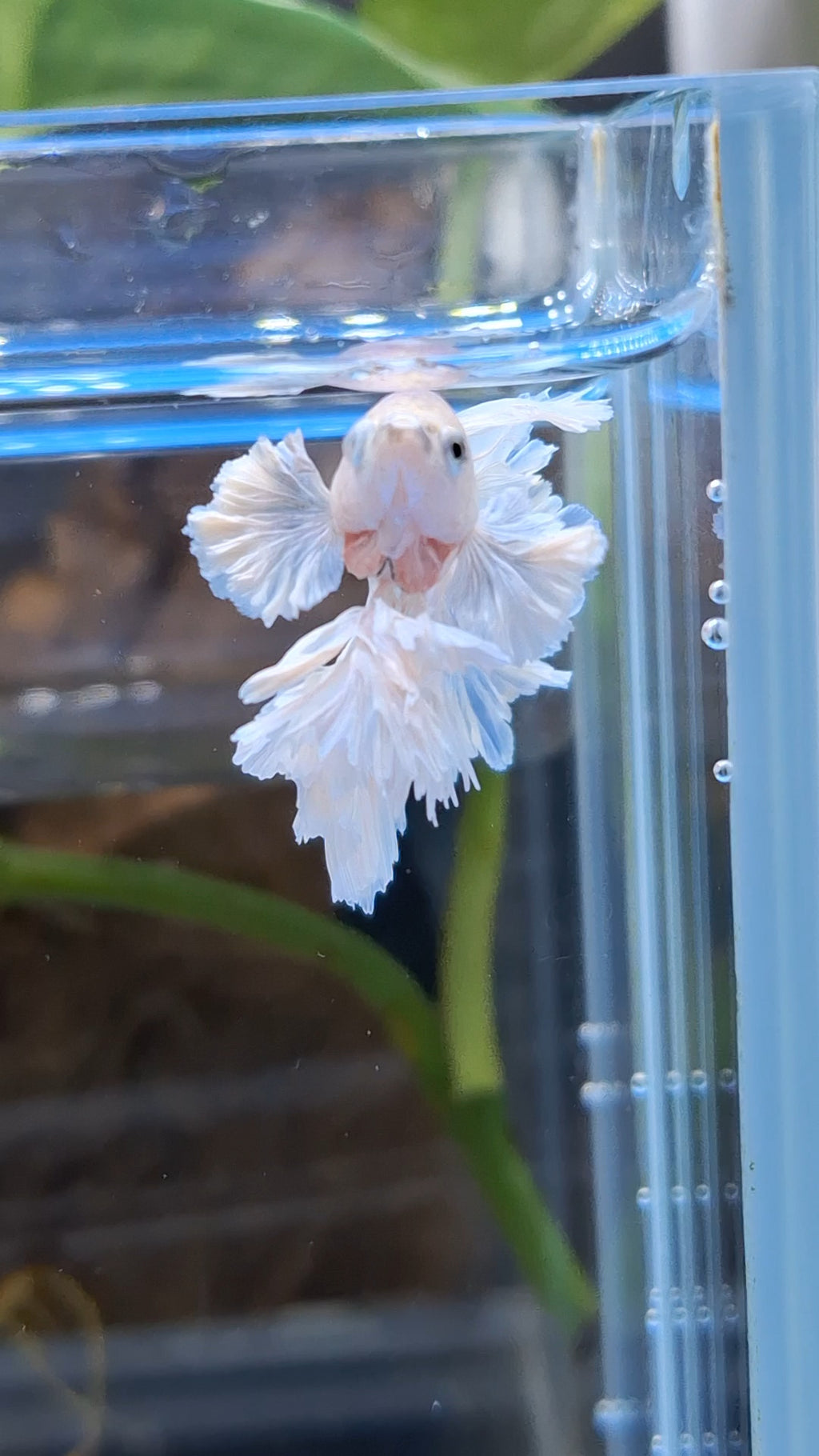Junior King Feathertail Dumbo Rose Ear White Unicorn Rare Betta Fish Male