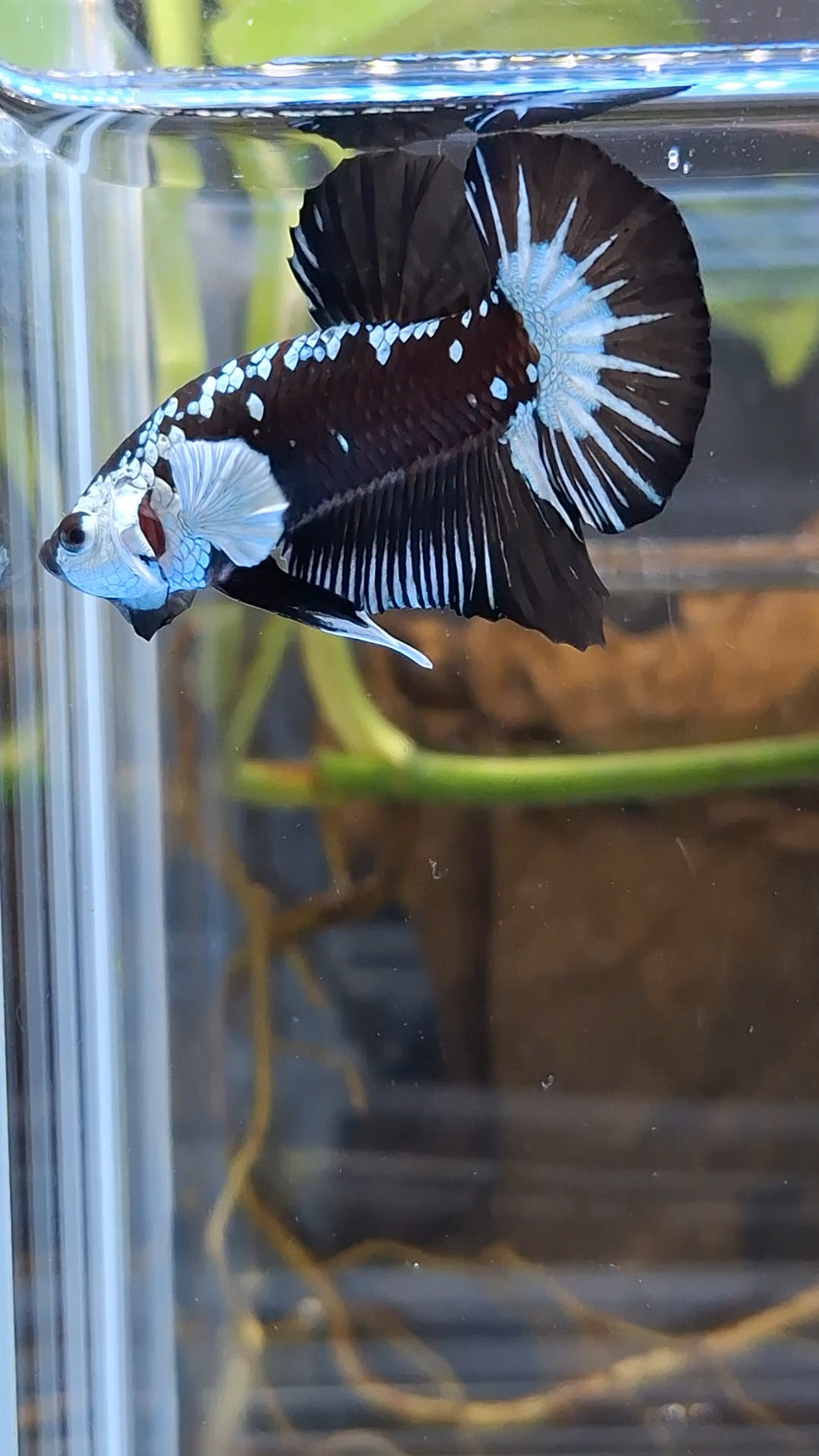 Samurai Black Mamba Snow Plakat HMPK Betta Fish Male