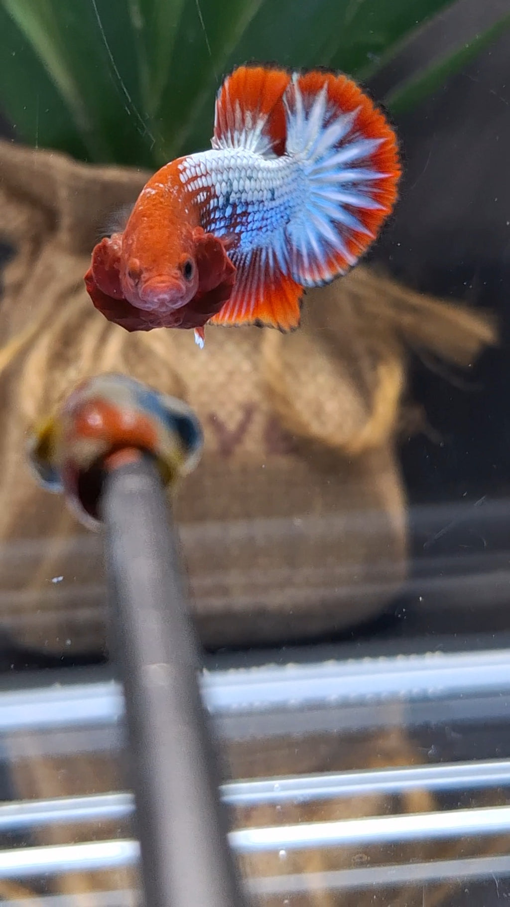 Red Fancy Copper FCCP Startail Plakat HMPK Betta Fish Male