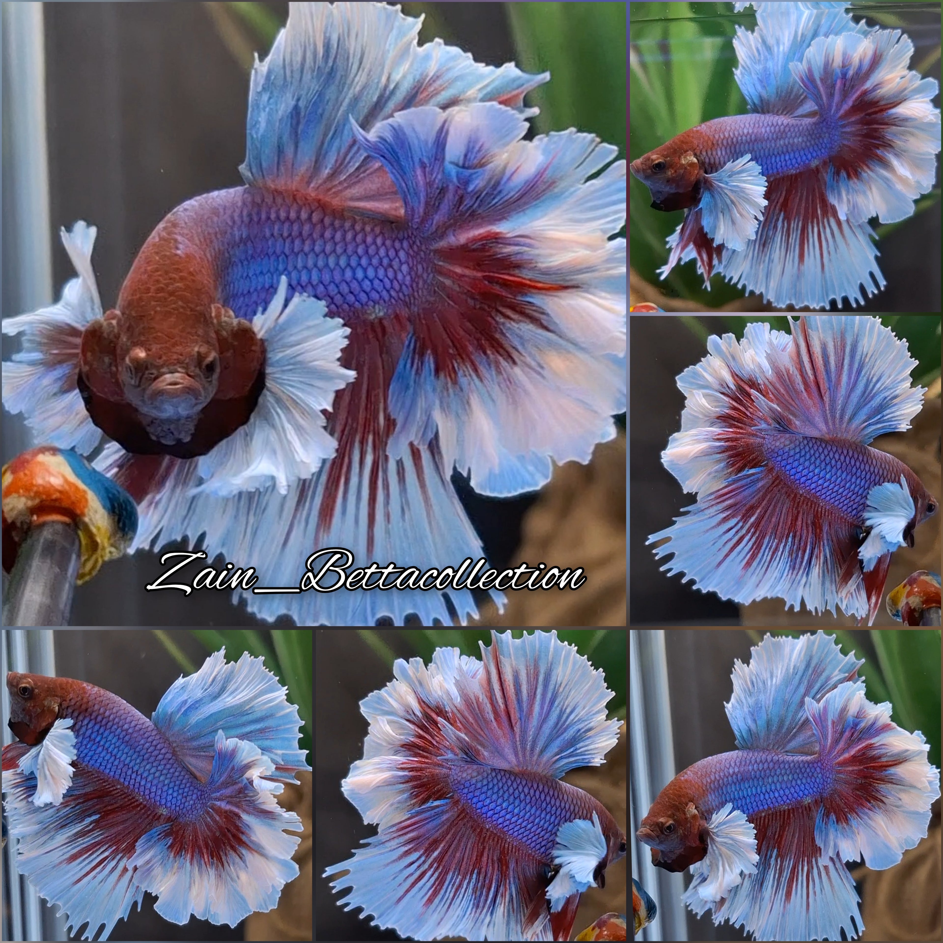 Feathertail Dumbo Rose Ear Halfmoon Betta Fish Male