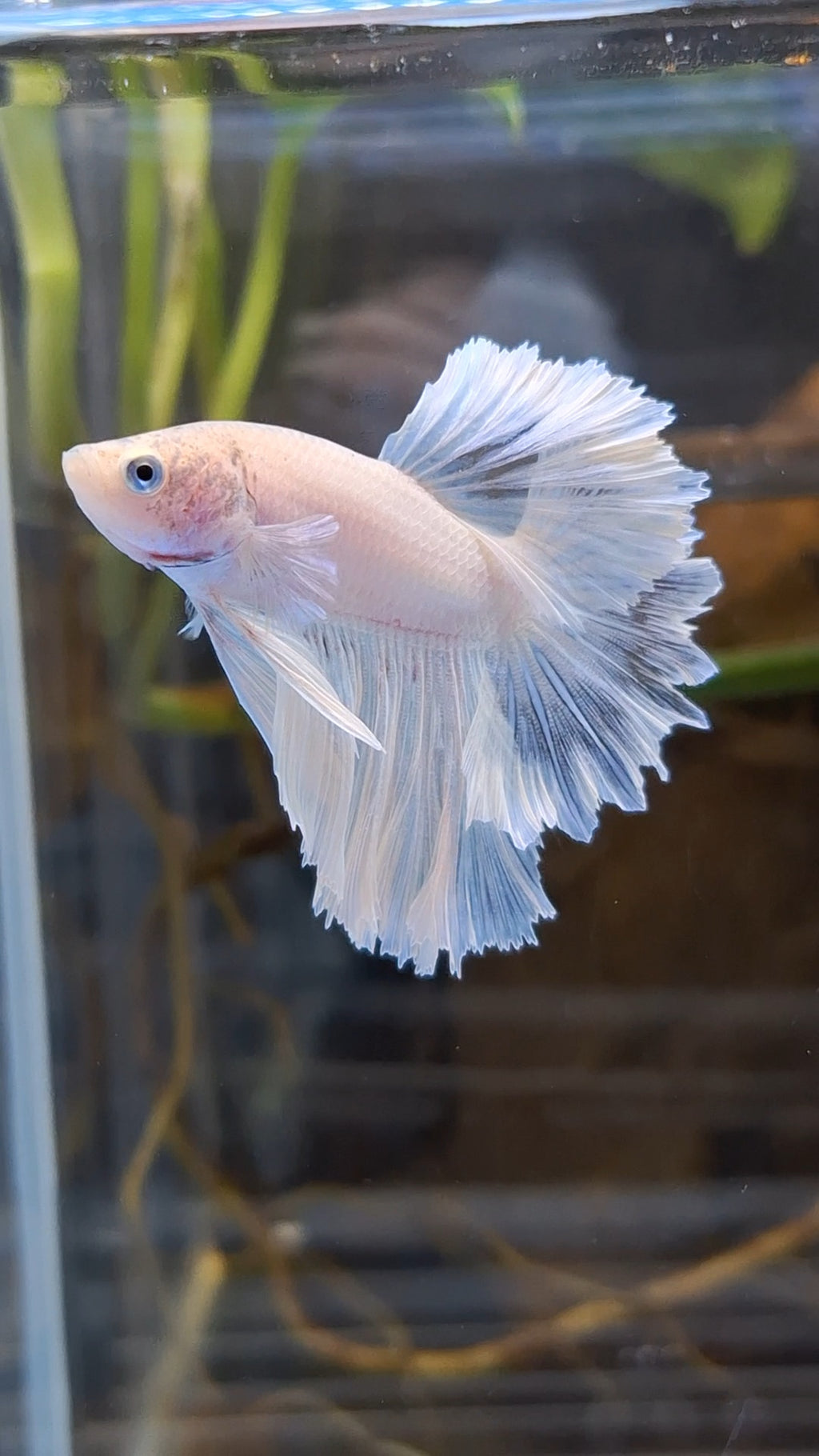 Junior Halfmoon Feathertail White Unicorn Betta Fish Male