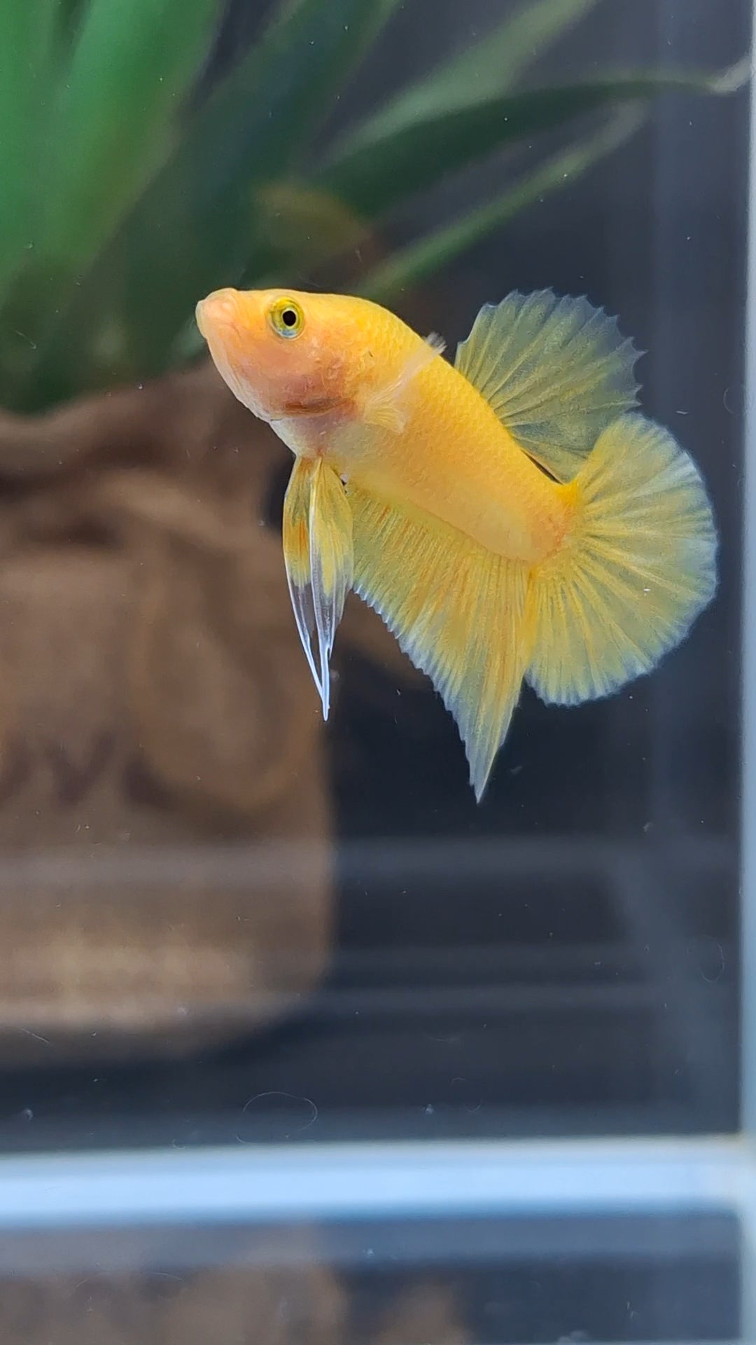 Junior Yellow Solid Color Plakat HMPK Betta Fish Male