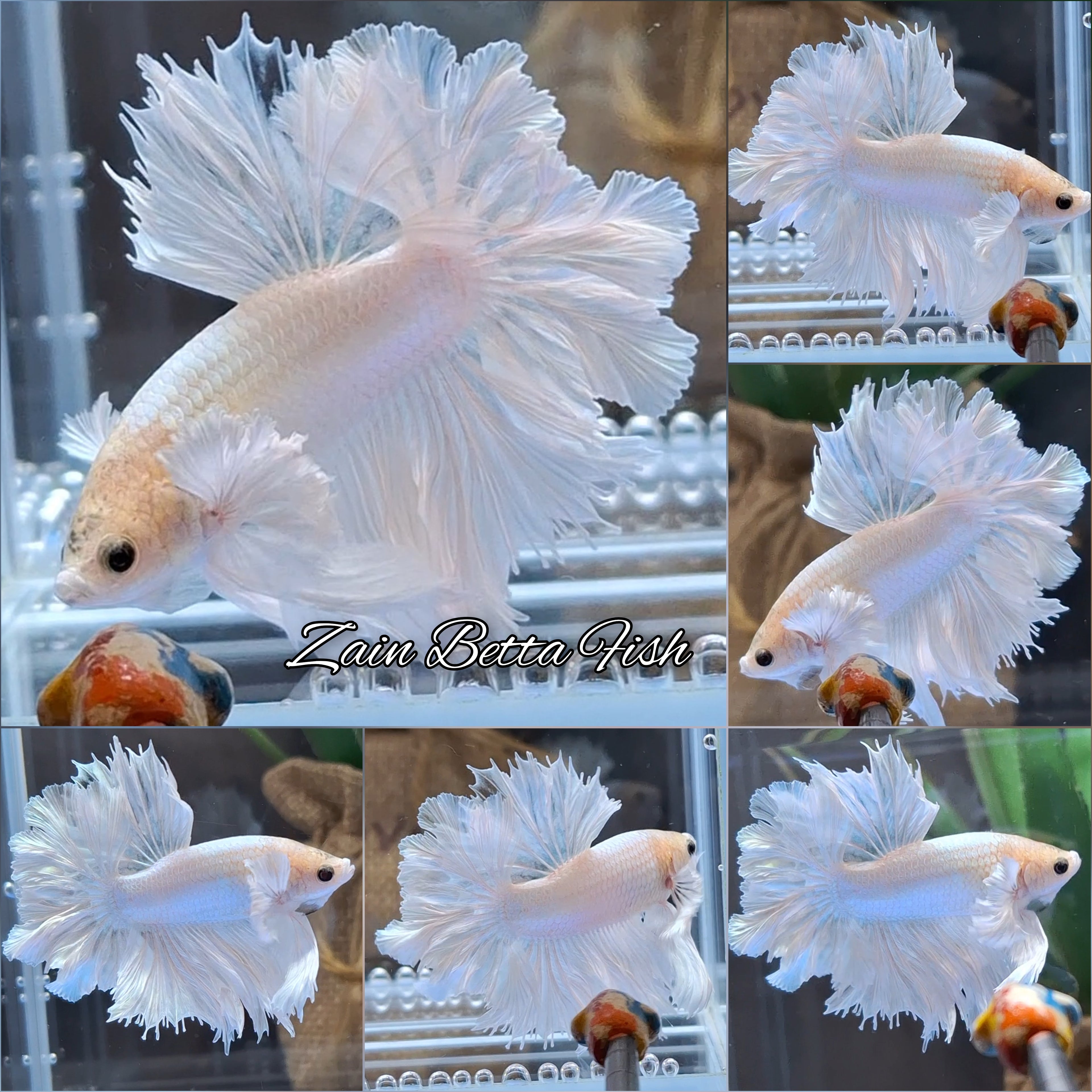 King Feathertail Dumbo Rose Ear White Platinum Monkey Face Rare Premium Betta Fish Male
