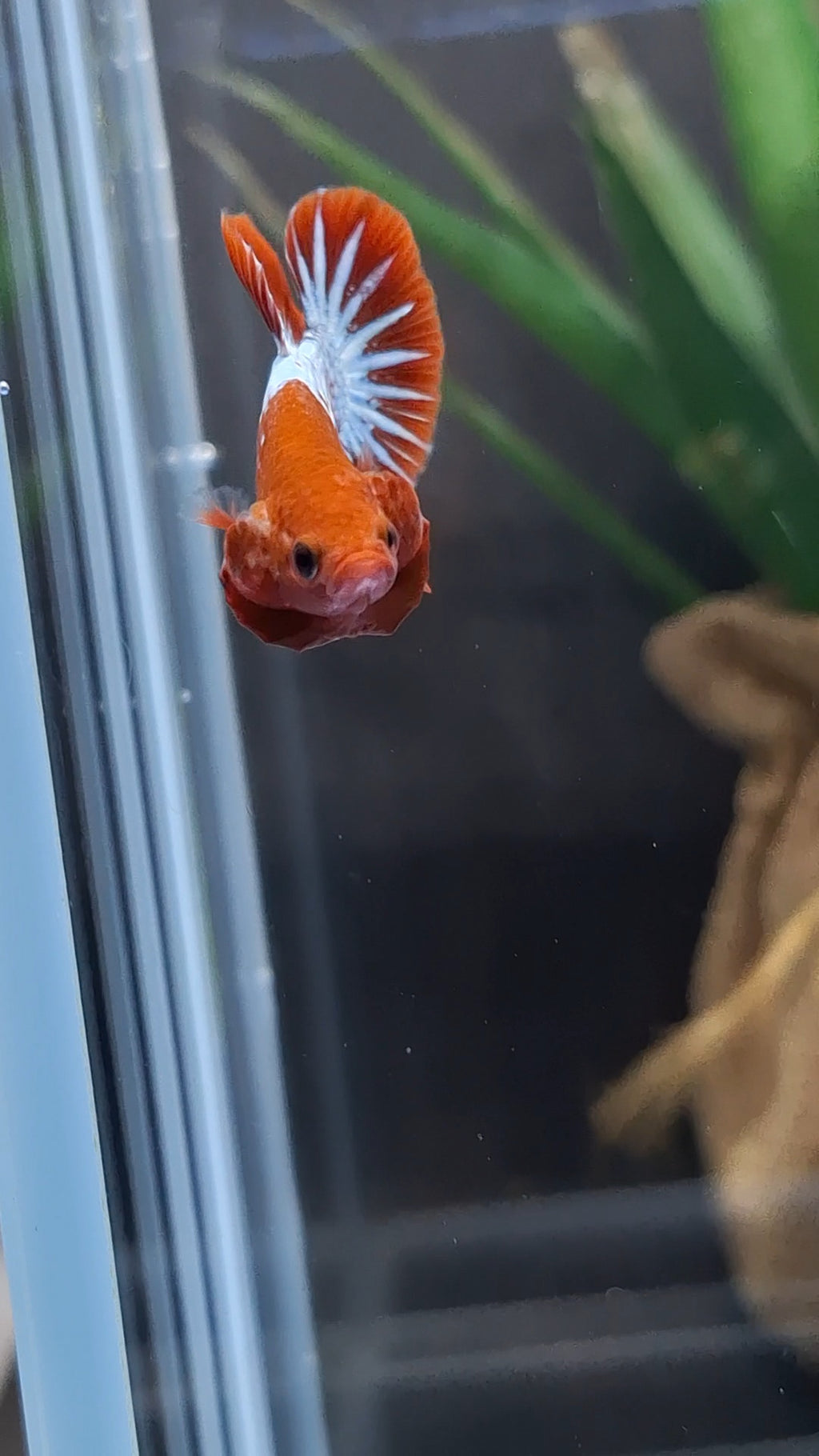Red Fancy Copper FCCP Startail Plakat HMPK Betta Fish Male
