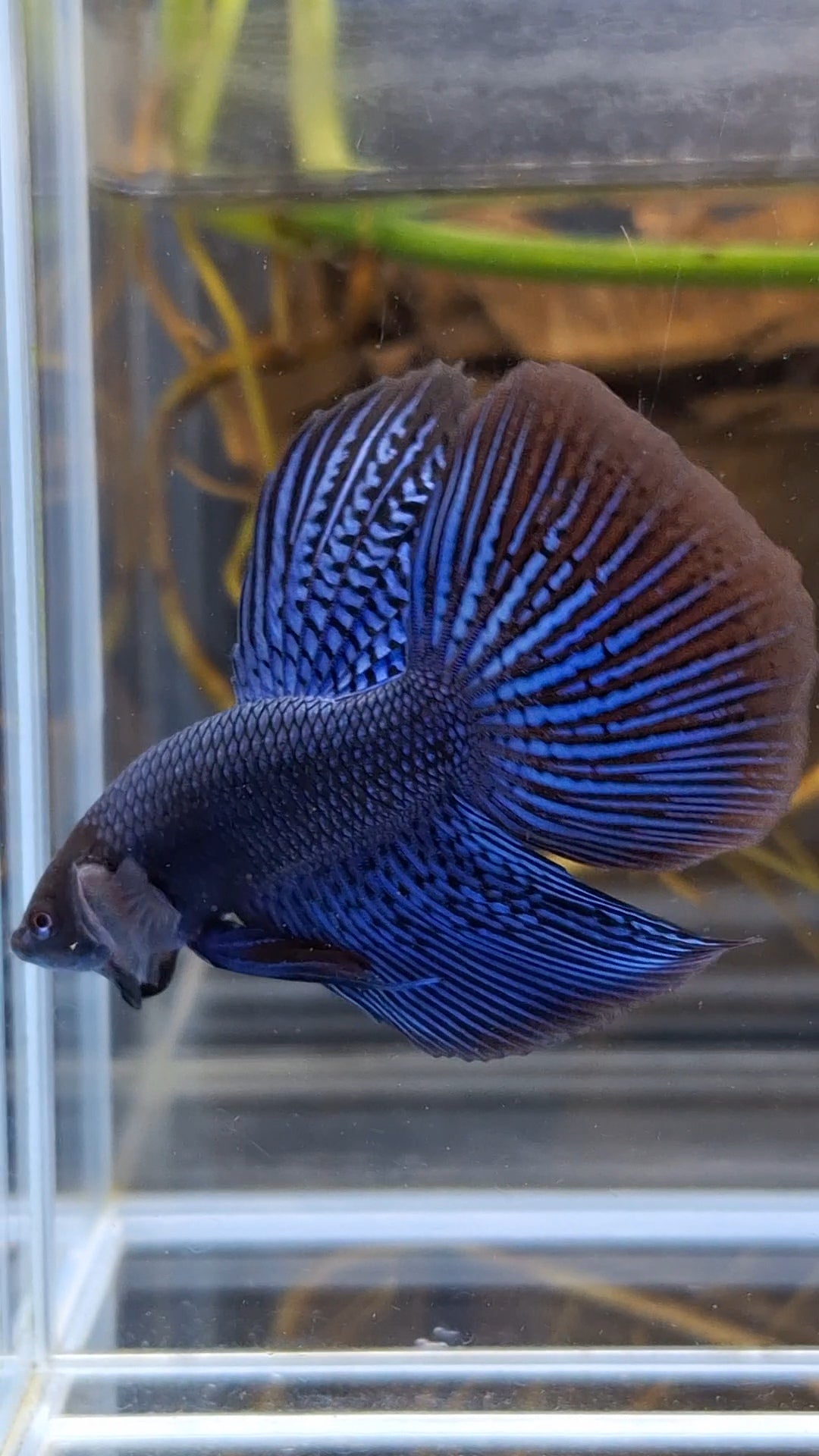 Alien Long Fins Blue Rare Wild Betta Fish Male