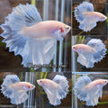 Junior Halfmoon Feathertail White Unicorn Betta Fish Male