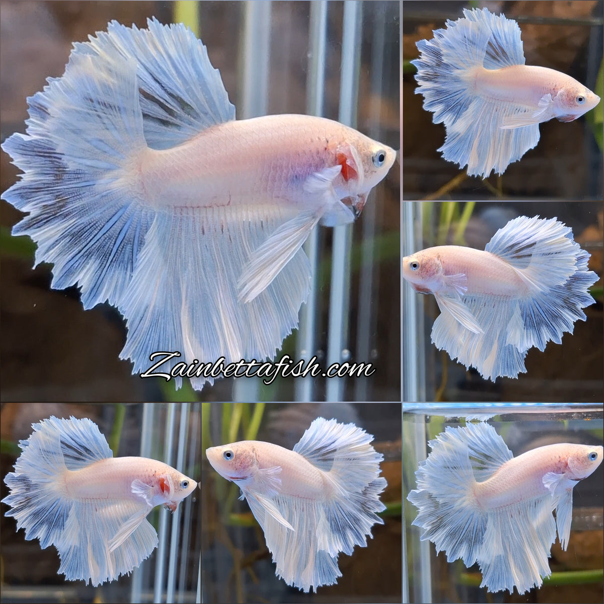 Junior Halfmoon Feathertail White Unicorn Betta Fish Male