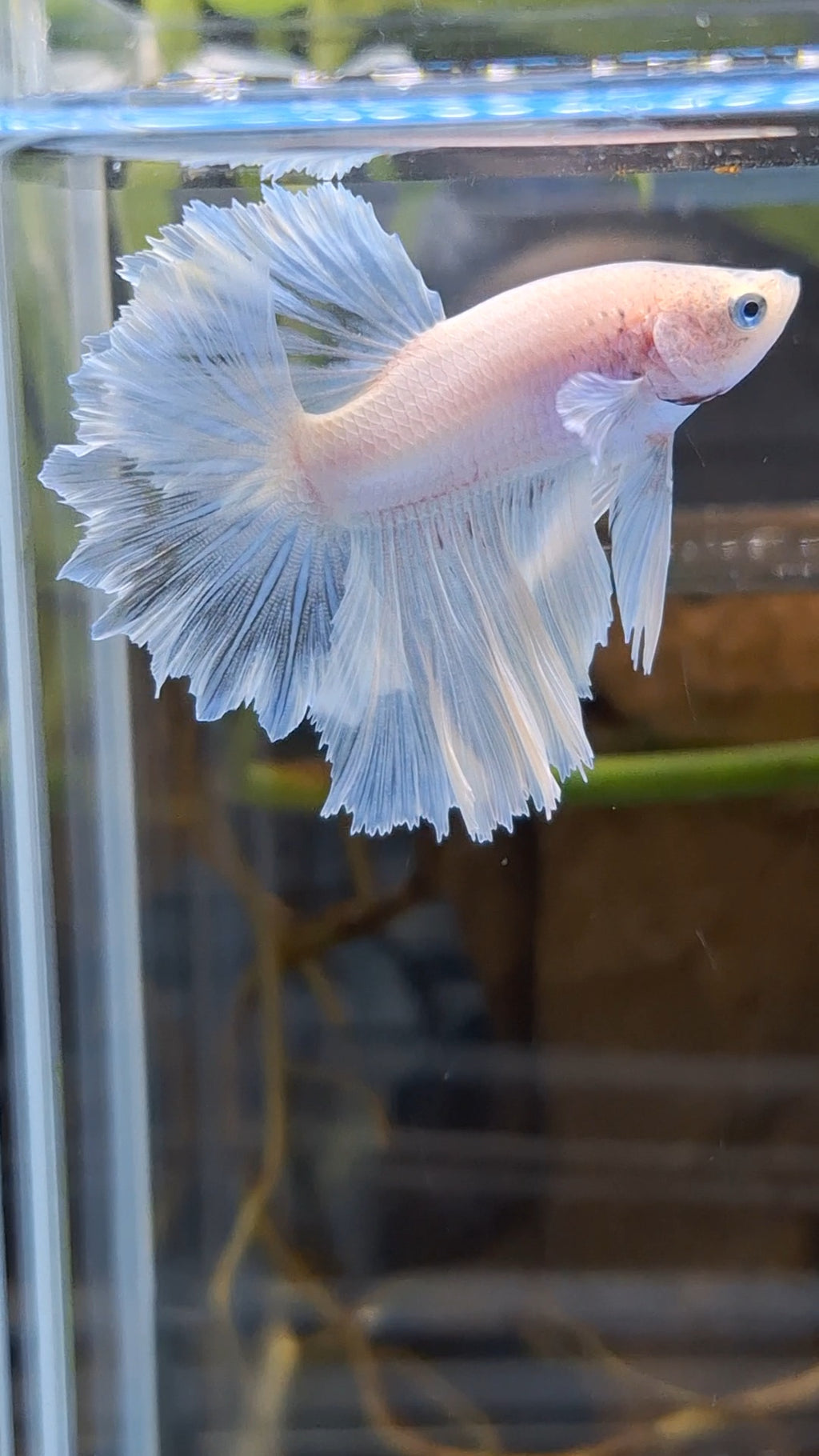 Junior Halfmoon Feathertail White Unicorn Betta Fish Male
