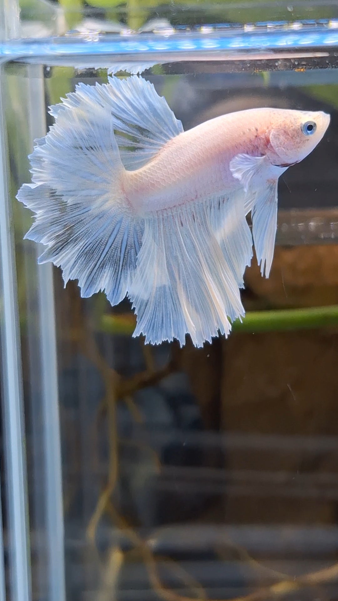 Junior Halfmoon Feathertail White Unicorn Betta Fish Male