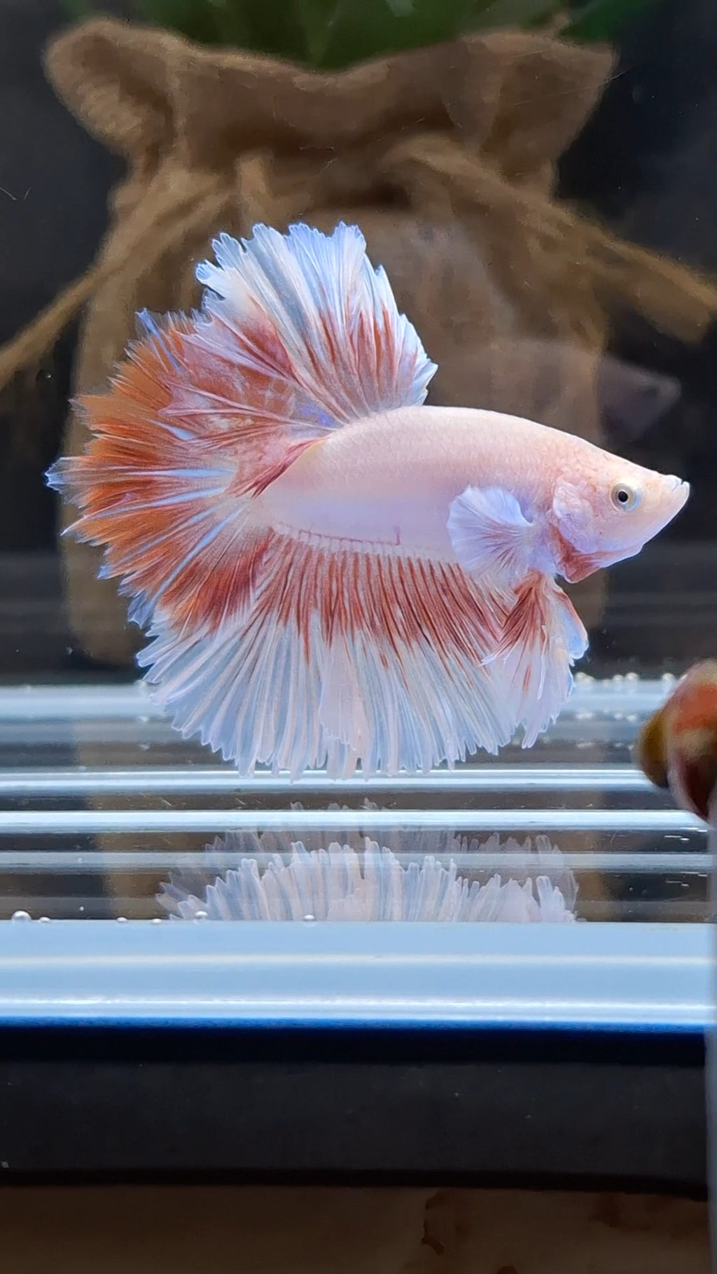 Feathertail Pink Butterfly Betta Fish Male