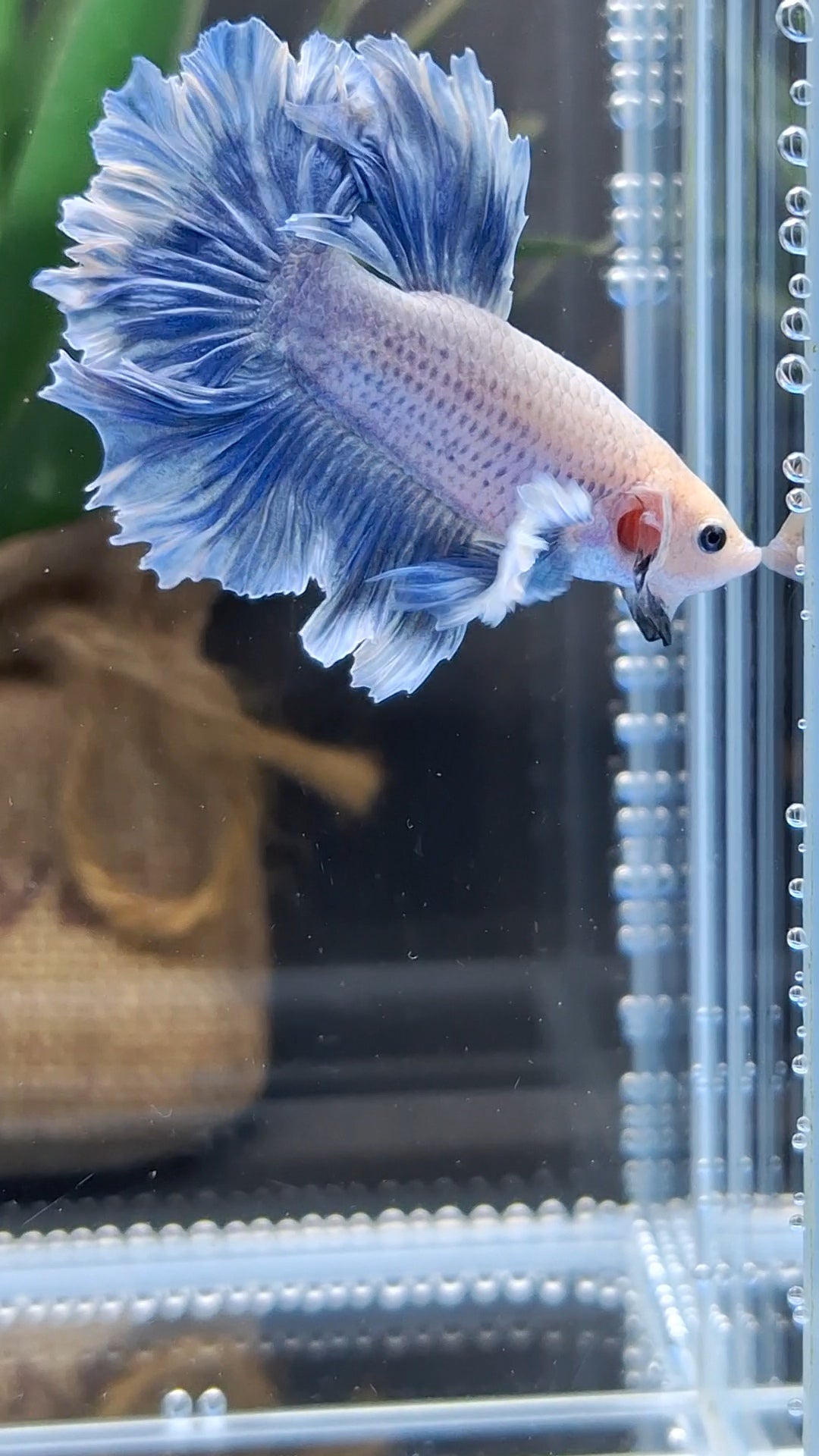 Halfmoon Feathertail Dumbo Grizzle Betta Fish Male
