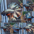 Copper King Rosetail Halfmoon Betta Fish Male