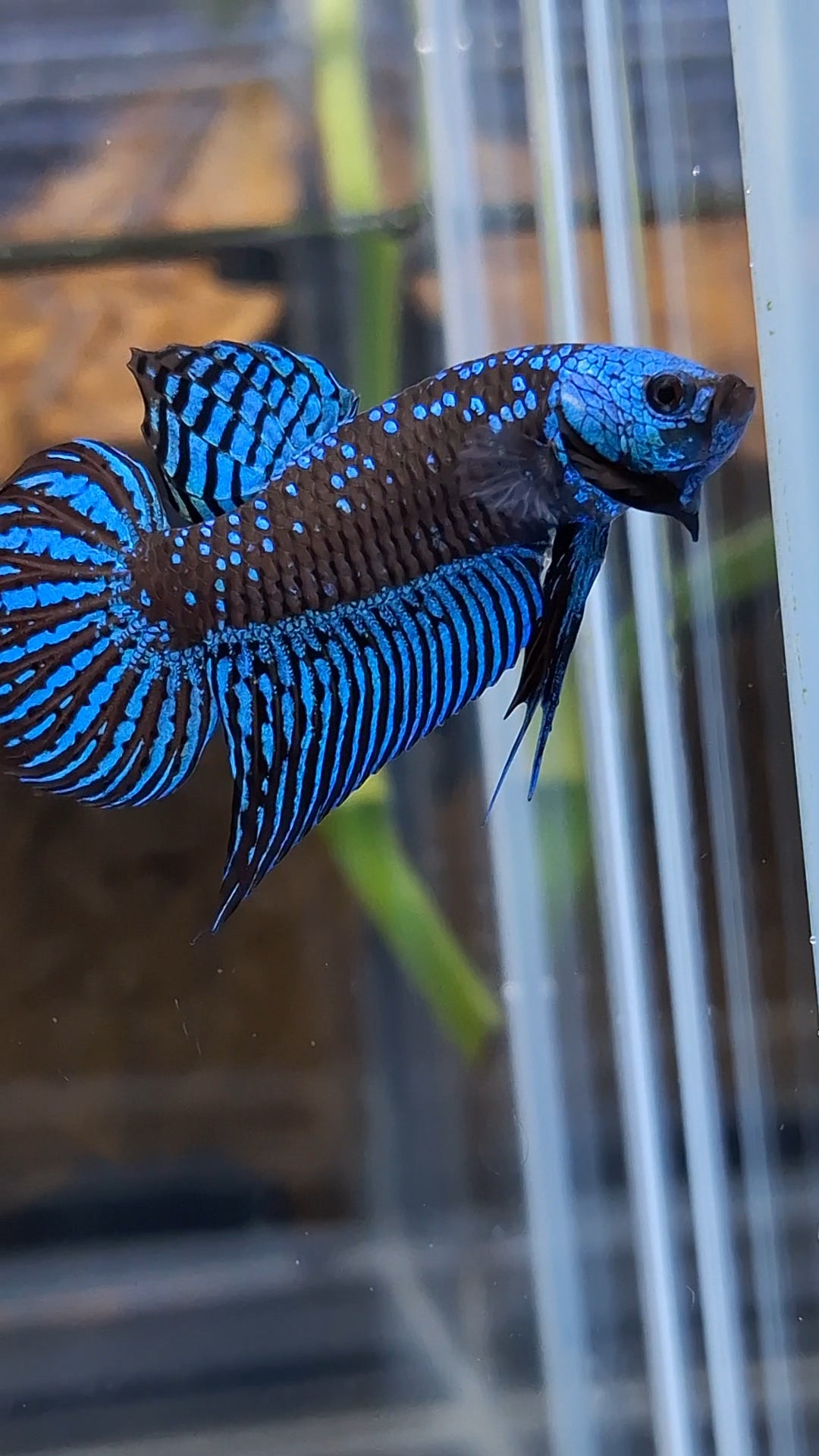 Alien Wild Betta Samurai Green Spadetail Rare Betta Fish Male