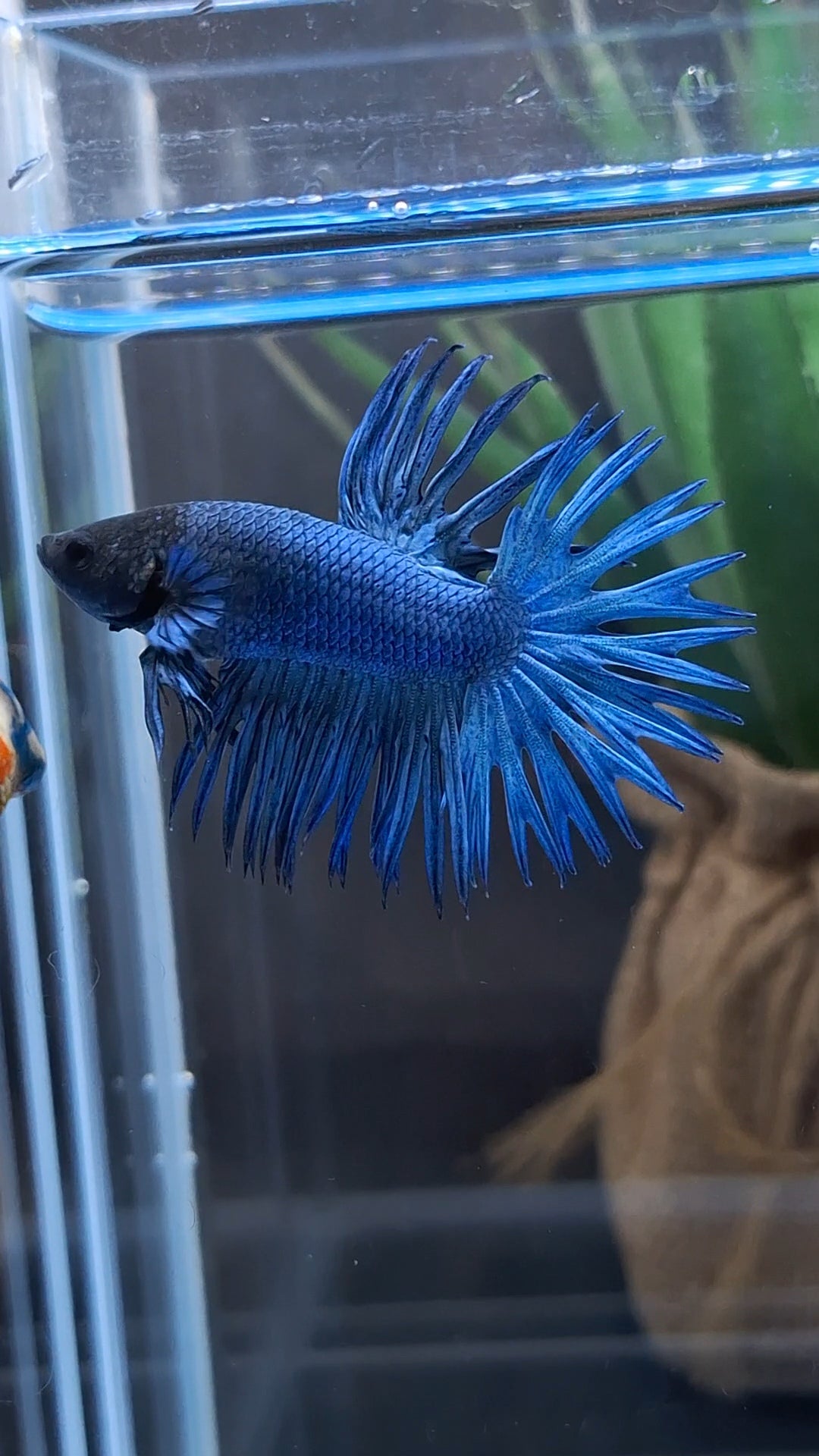 Crowntail Blue Betta Fish Male