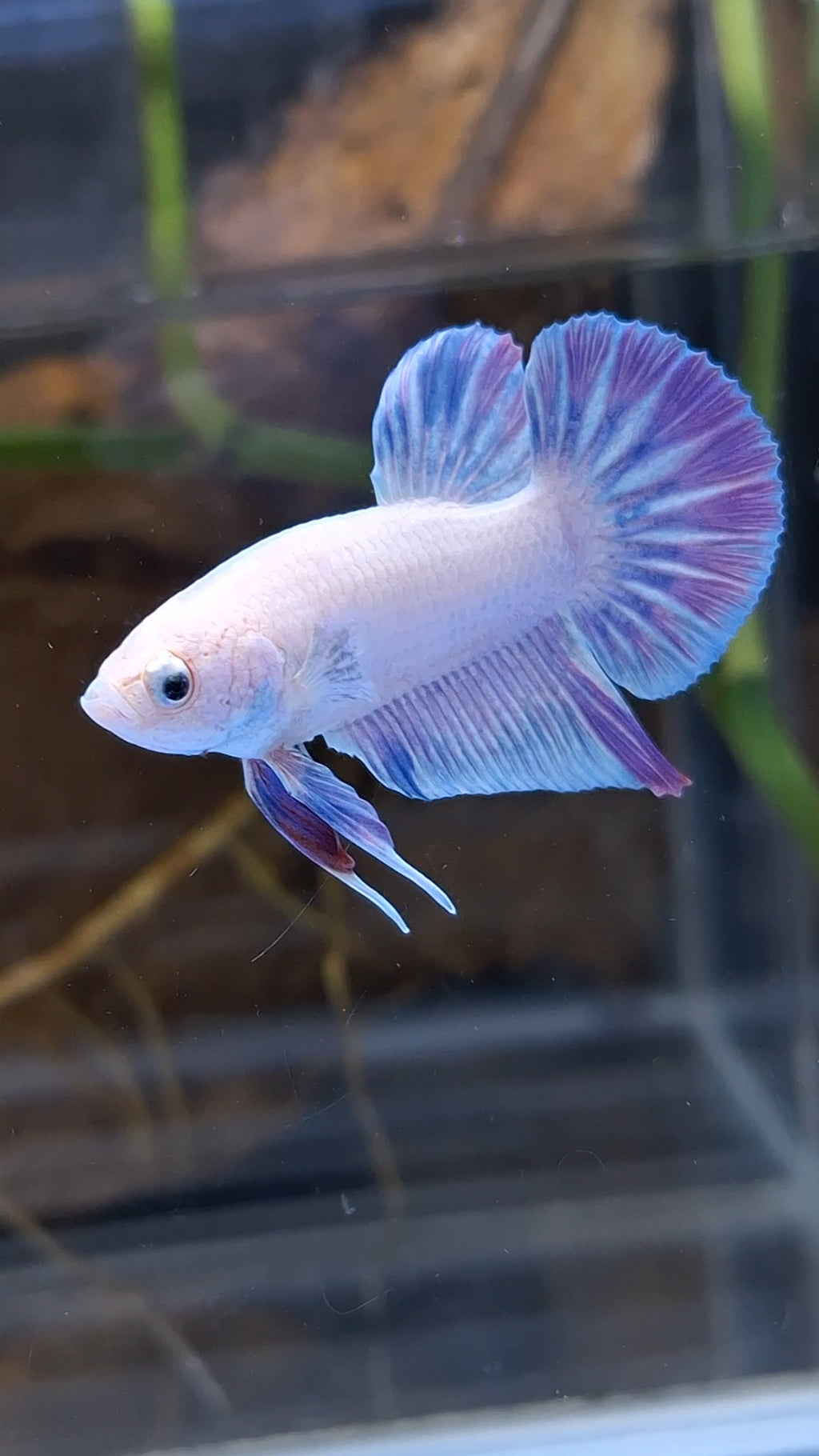 Hologram Aurora Pink Purple Plakat HMPK Rare Betta Fish Male