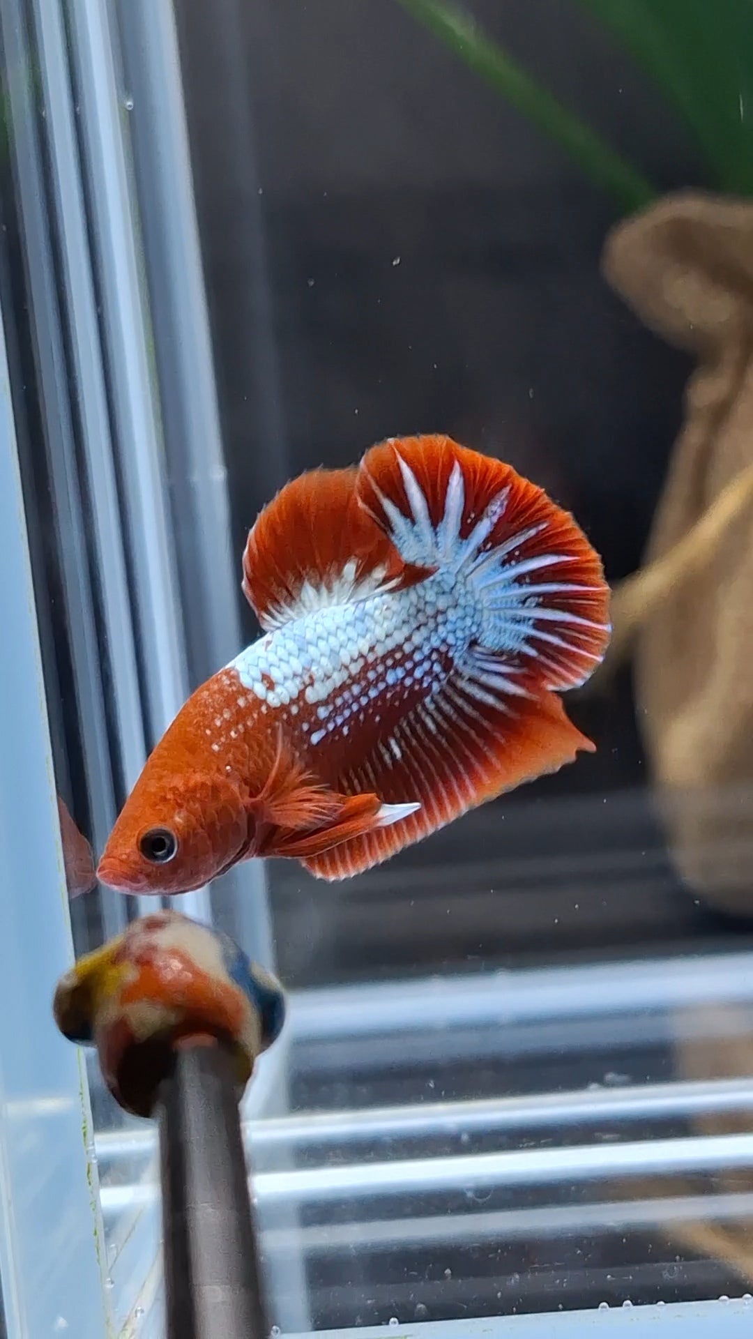 Red Fancy Copper FCCP Startail Plakat HMPK Betta Fish Male