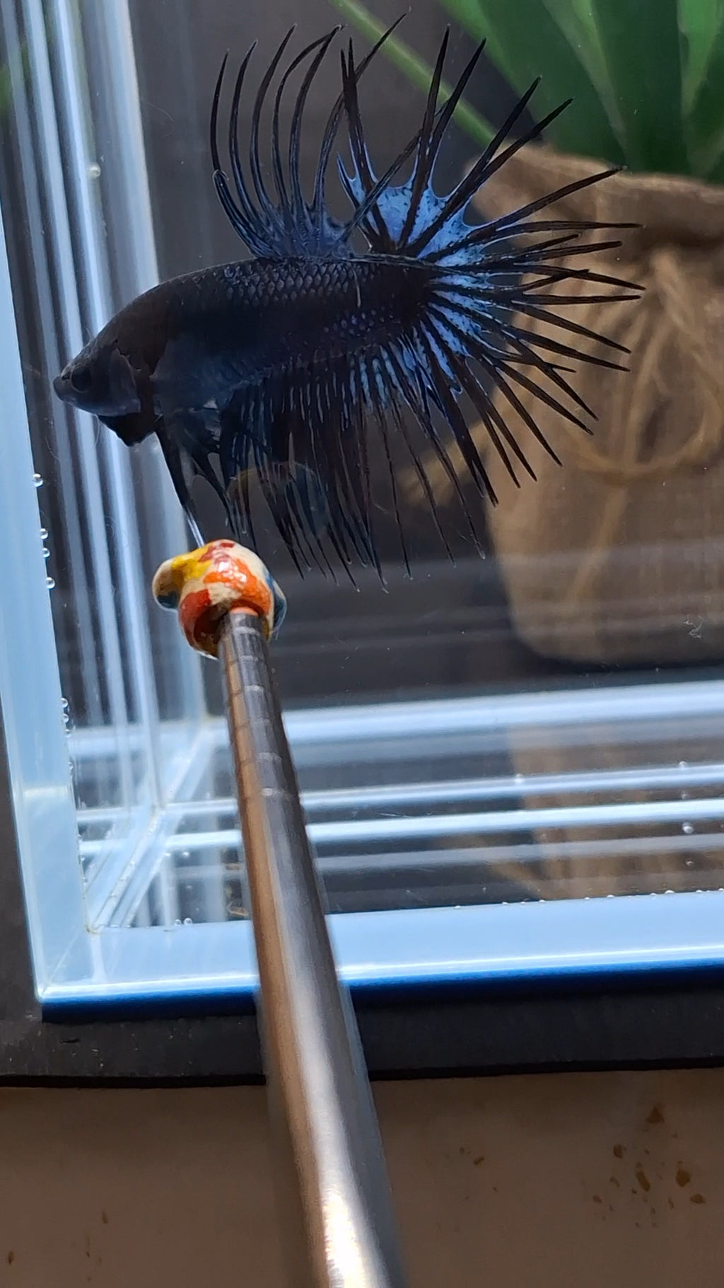 Crowntail Black Orchid Betta Fish Male
