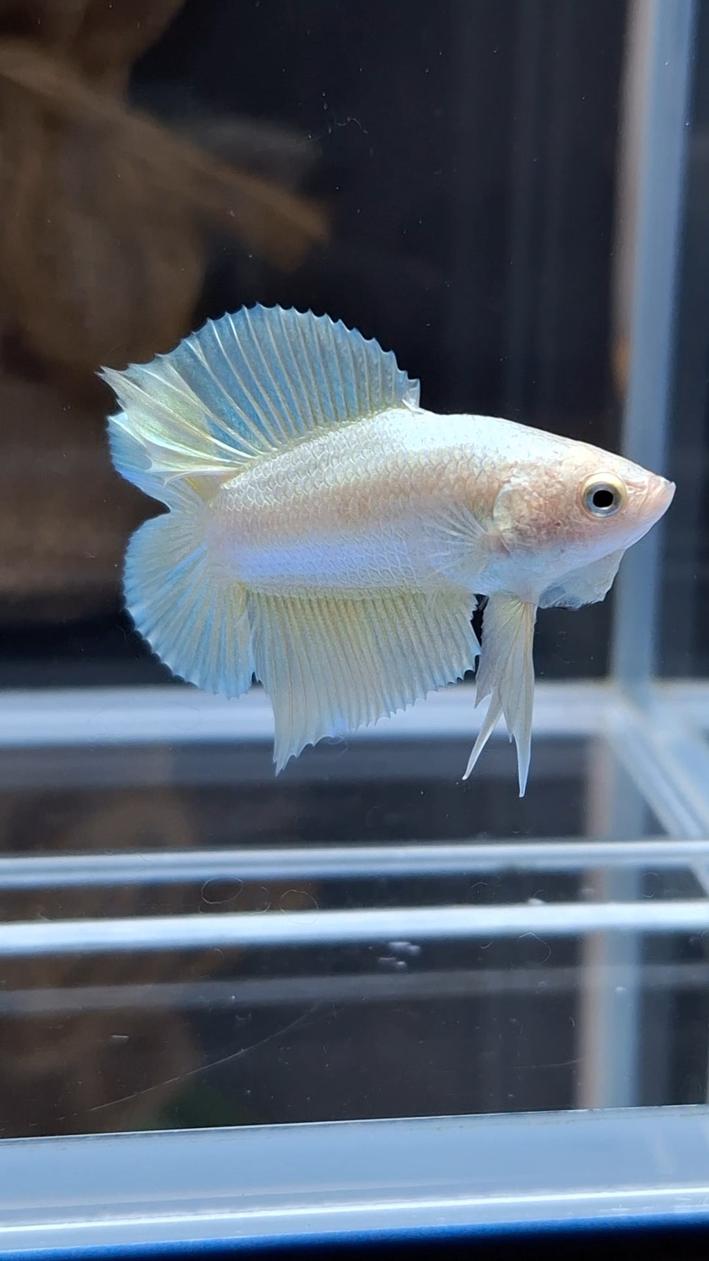 Junior Gold Double Tail Plakat DTPK HMPK Betta Fish Male
