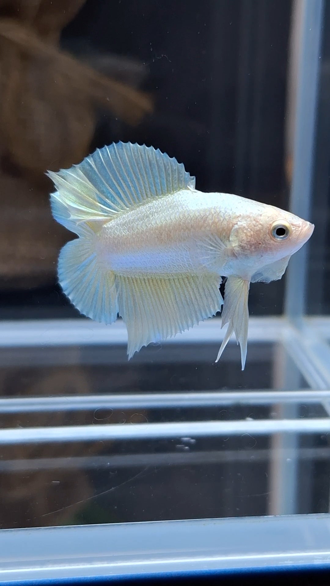 Junior Gold Double Tail Plakat DTPK HMPK Betta Fish Male