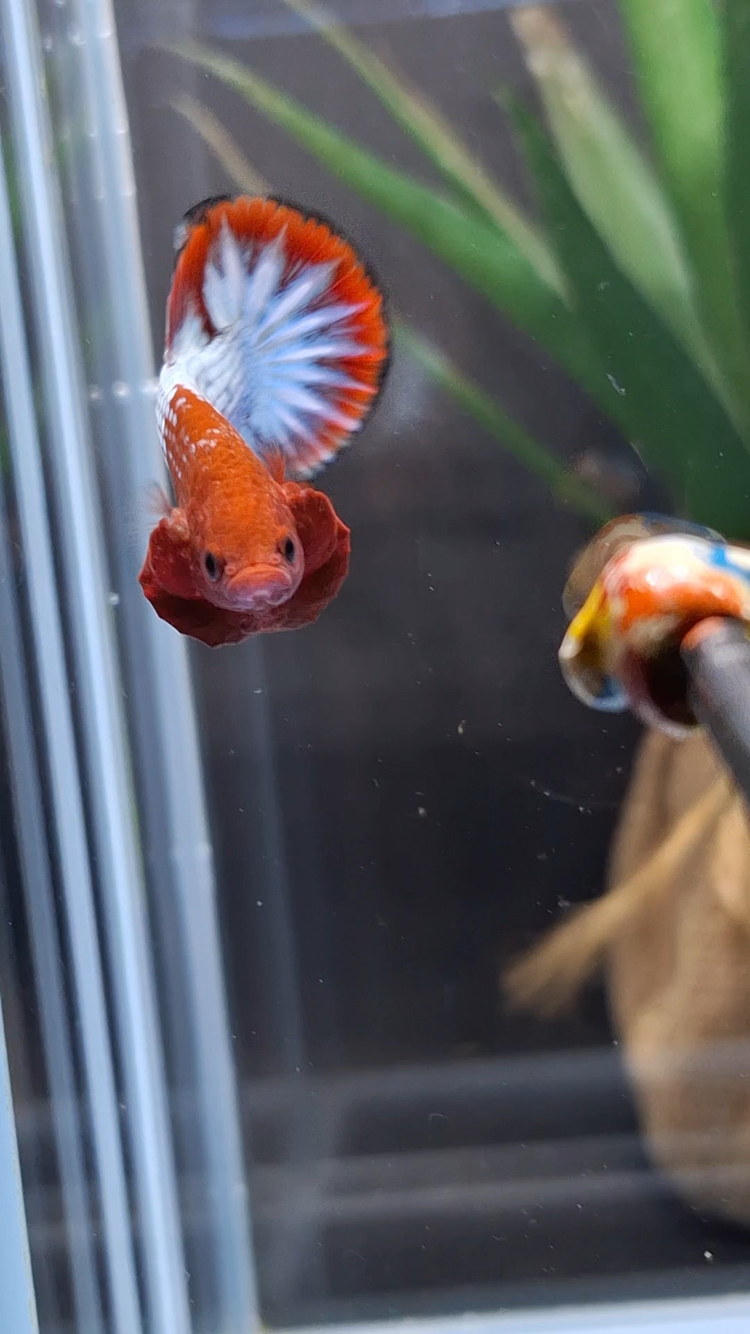 Red Fancy Copper FCCP Startail Plakat HMPK Betta Fish Male