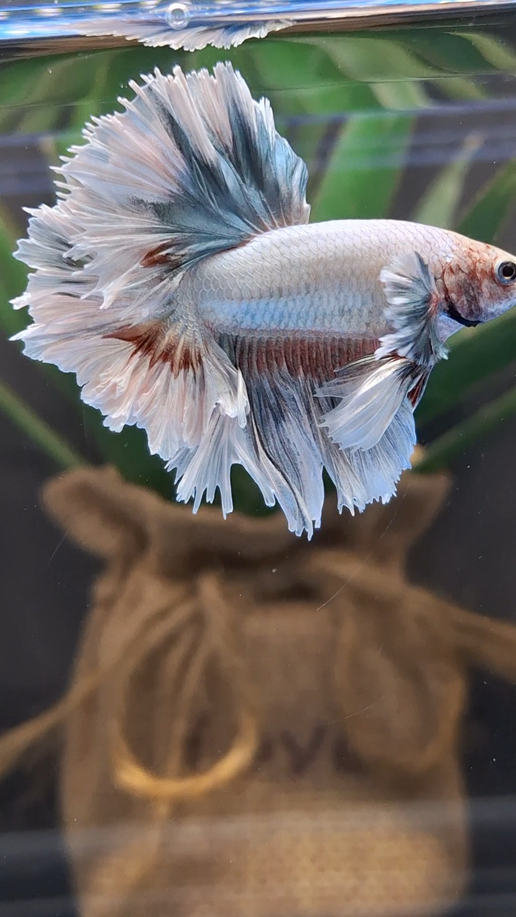 King Feathertail Dumbo Ear Pastel Copper Betta Fish Male