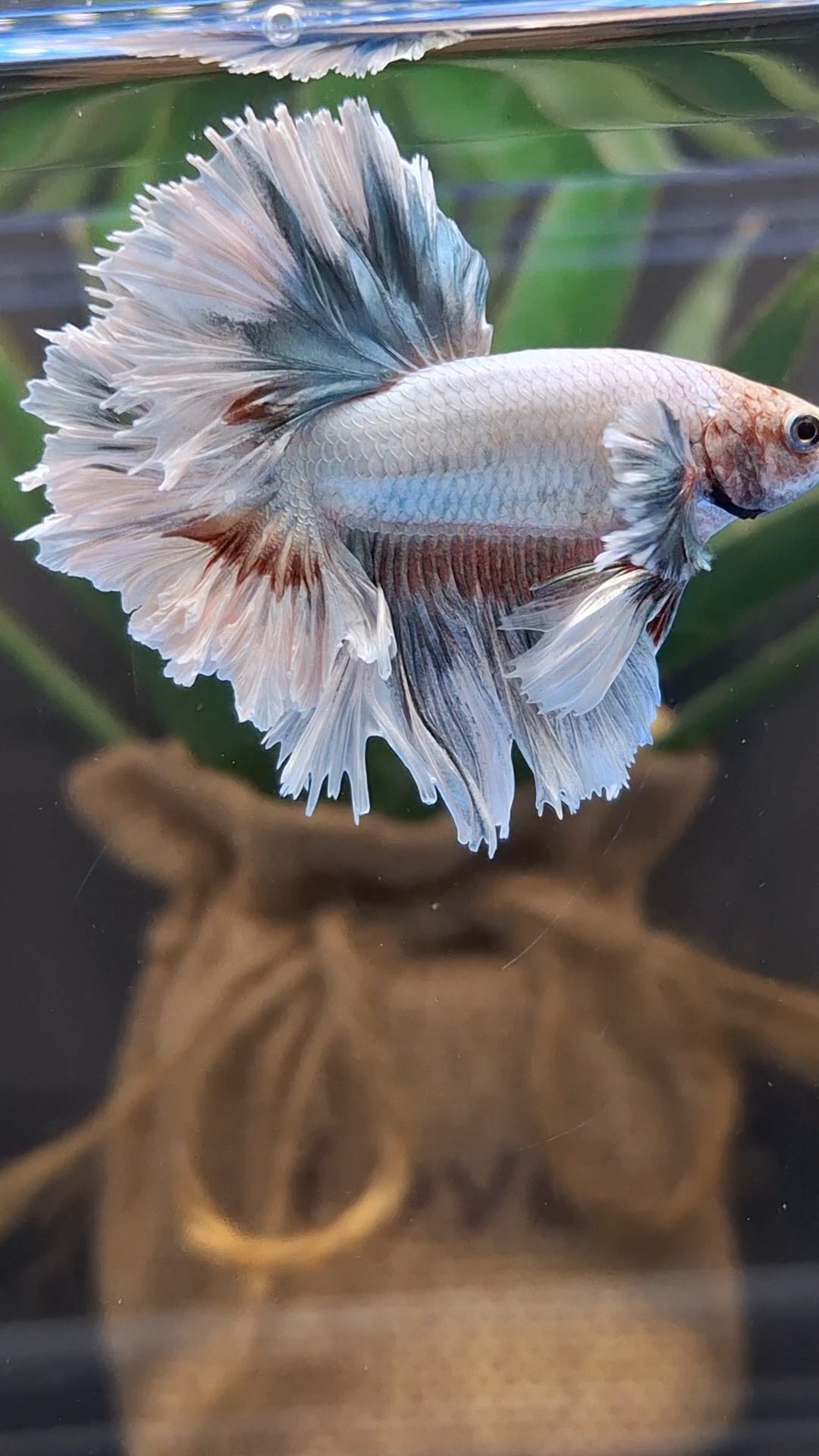 King Feathertail Dumbo Ear Pastel Copper Betta Fish Male