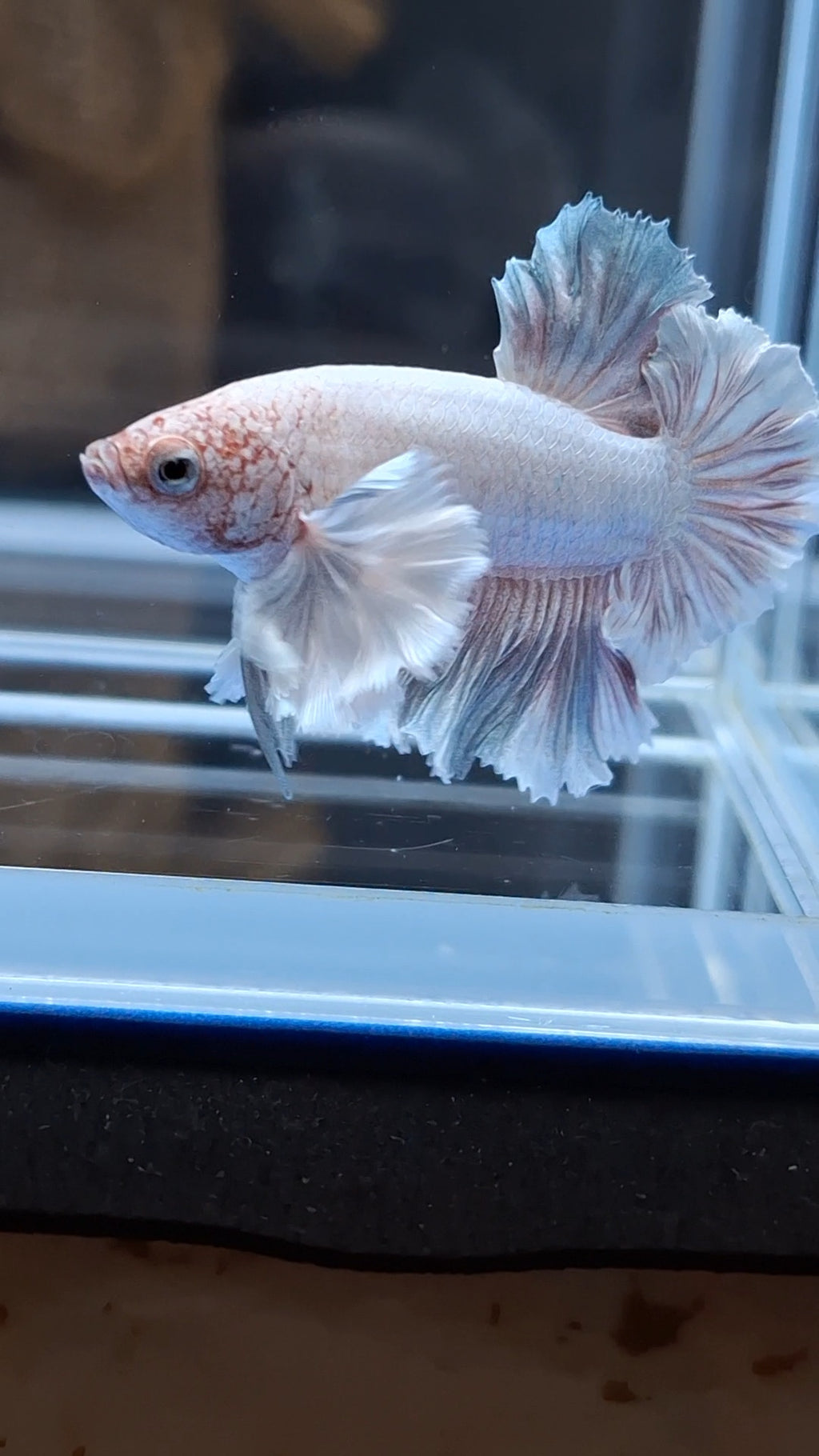 Premium Dumbo Ear Rare Plakat HMPK Betta Fish Male