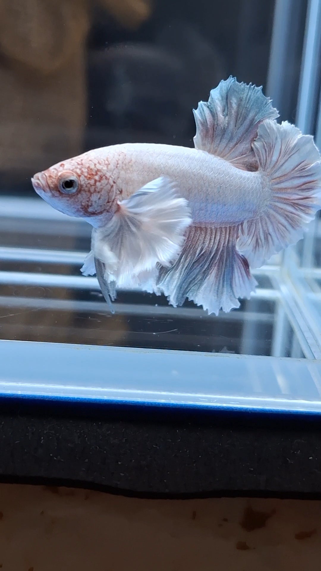 Premium Dumbo Ear Rare Plakat HMPK Betta Fish Male