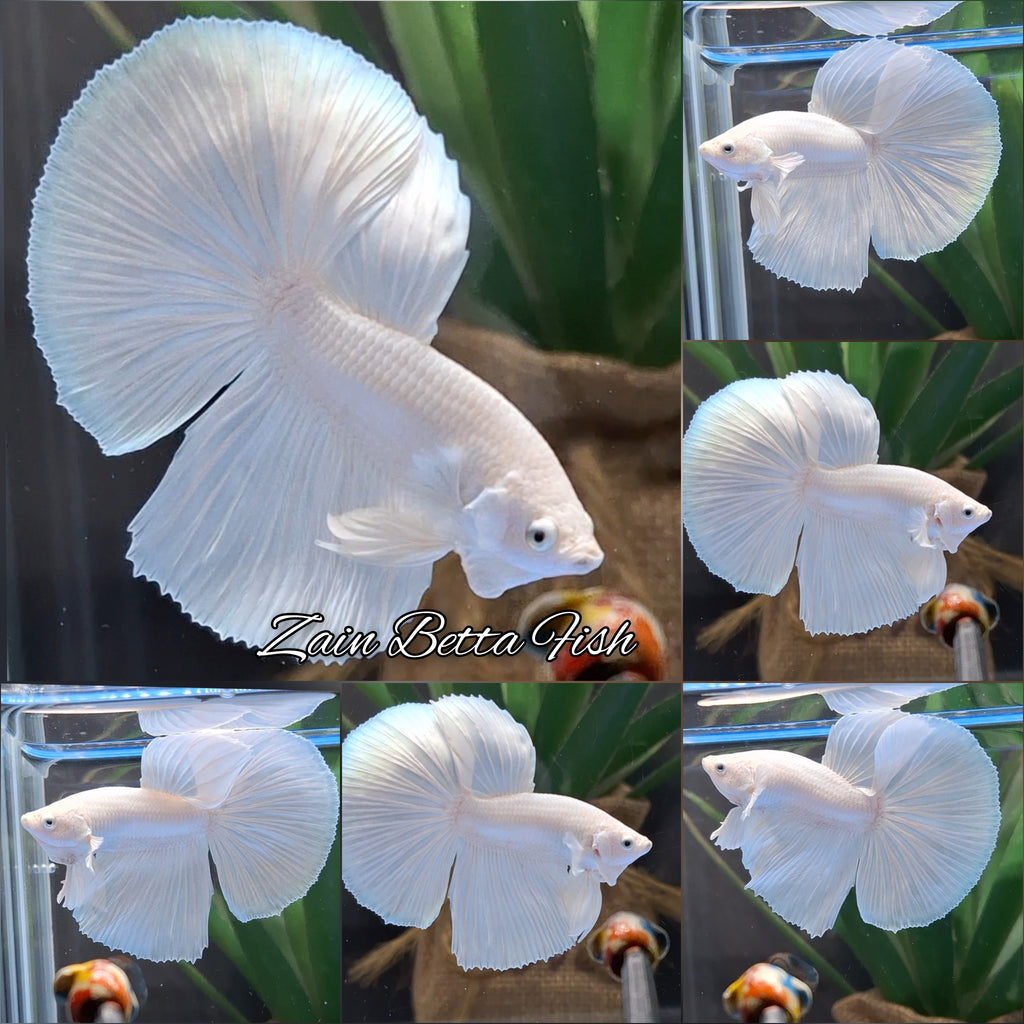 Halfmoon White Platinum Betta Fish Male